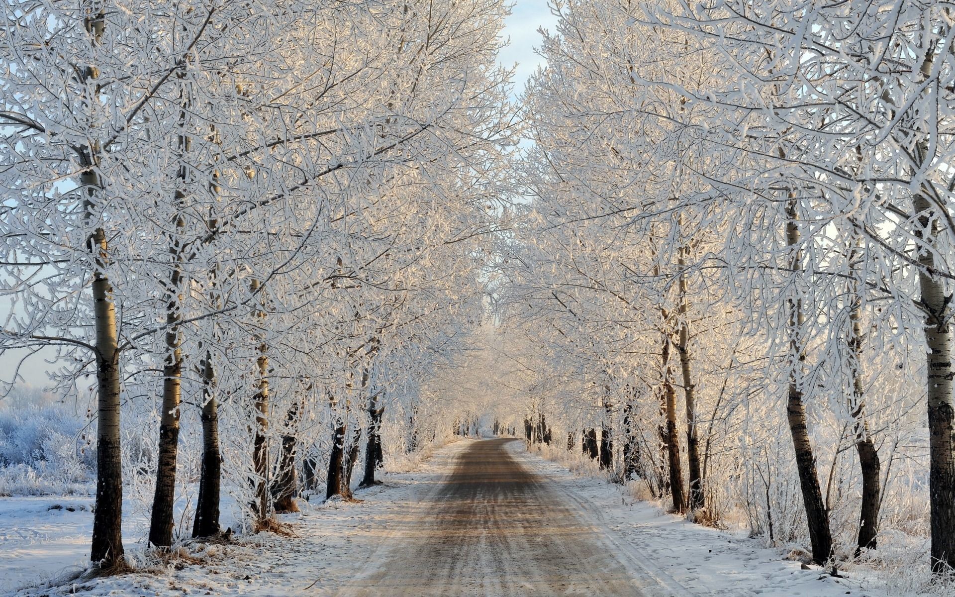 Viale alberato, Galaverna, Strada, Neve, Full HD, wallpaper per computer
