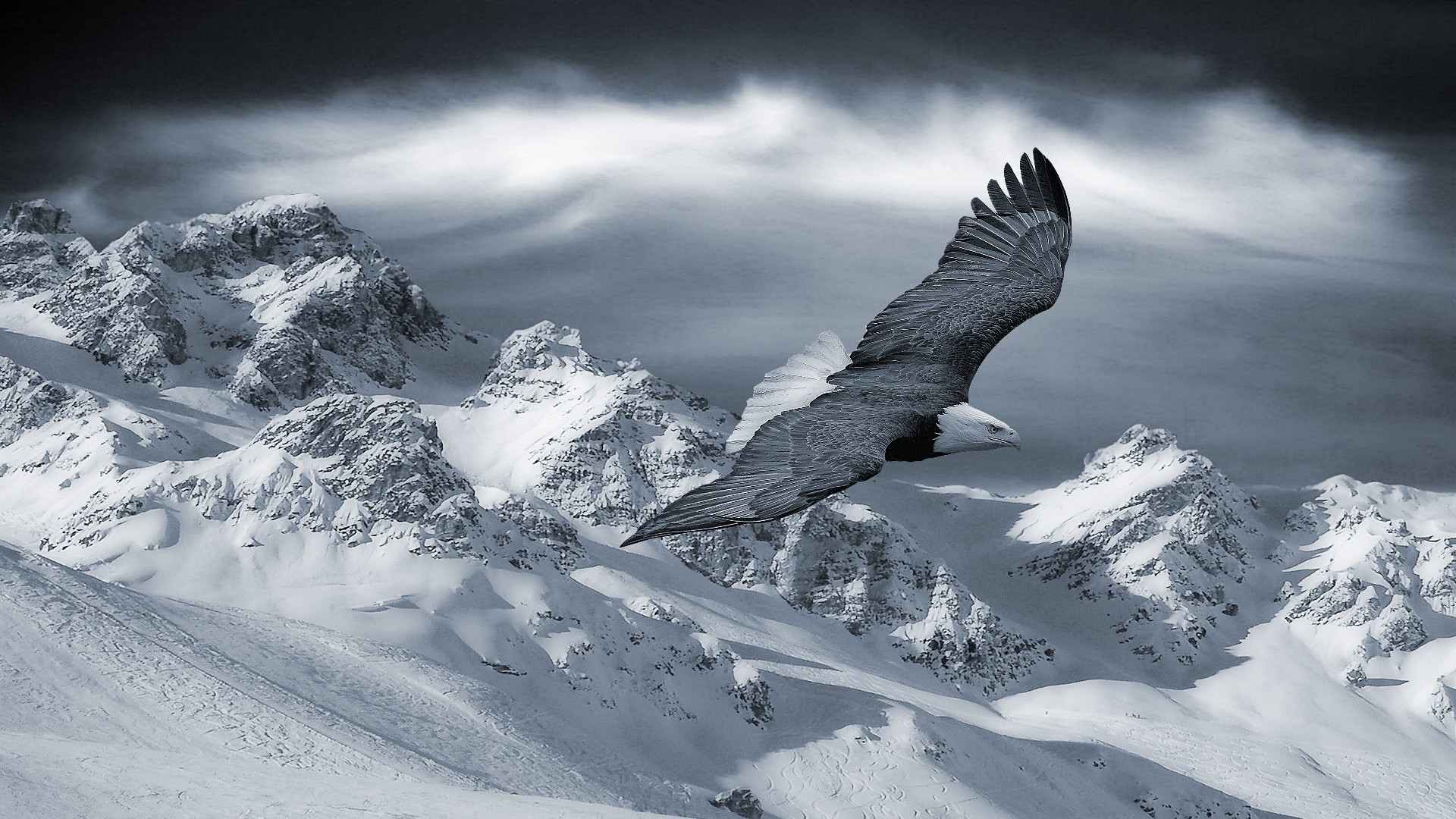 Aquila, Montagne innevate, Bianco e nero, Full HD 1080p, sfondo desktop