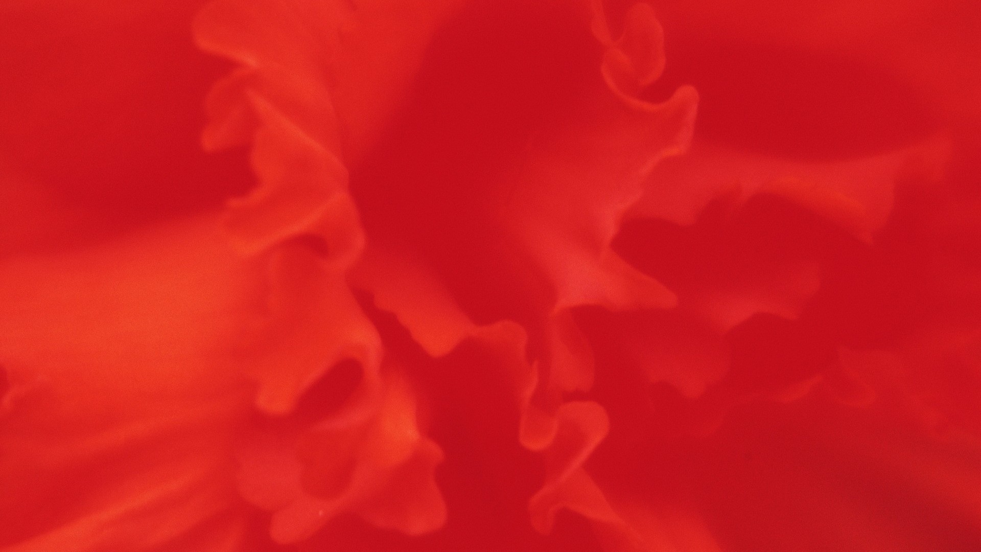 Petali, Rosso, Primo piano, Texture, Full HD, sfondo Windows 11