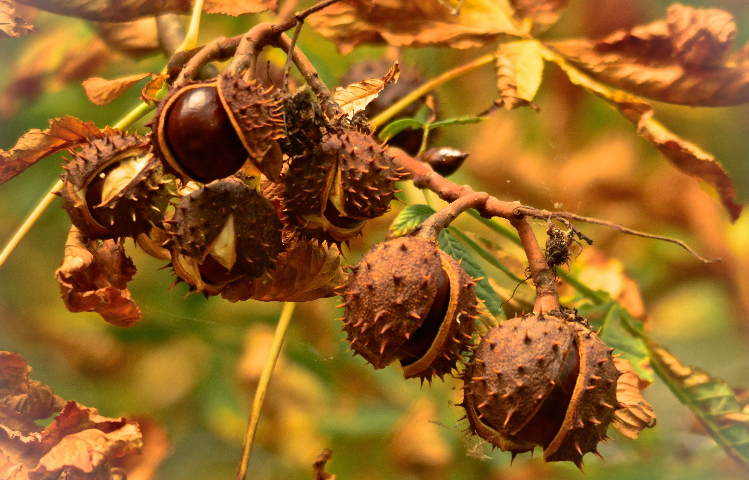 Ippocastano, Ricci, Castagne, Macro, 2K, sfondo per il tuo desktop