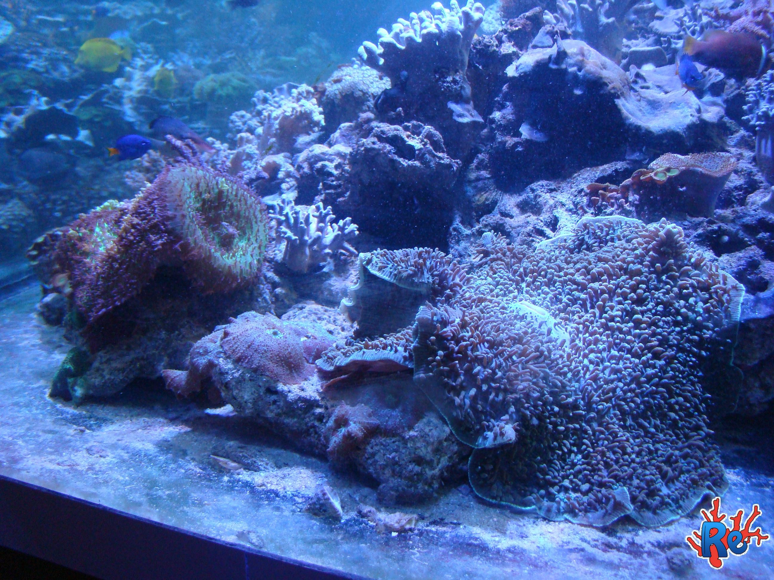 Acquario marino, Rocce vive, Coralli, sfondo per iPad e tablet