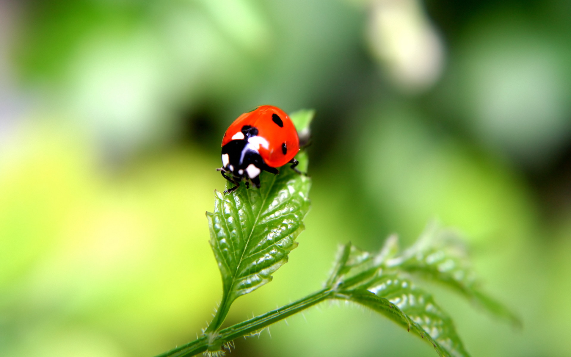 Coccinella, Foglia, Macro, Sfondo verde sfocato, Full HD, wallpaper per computer