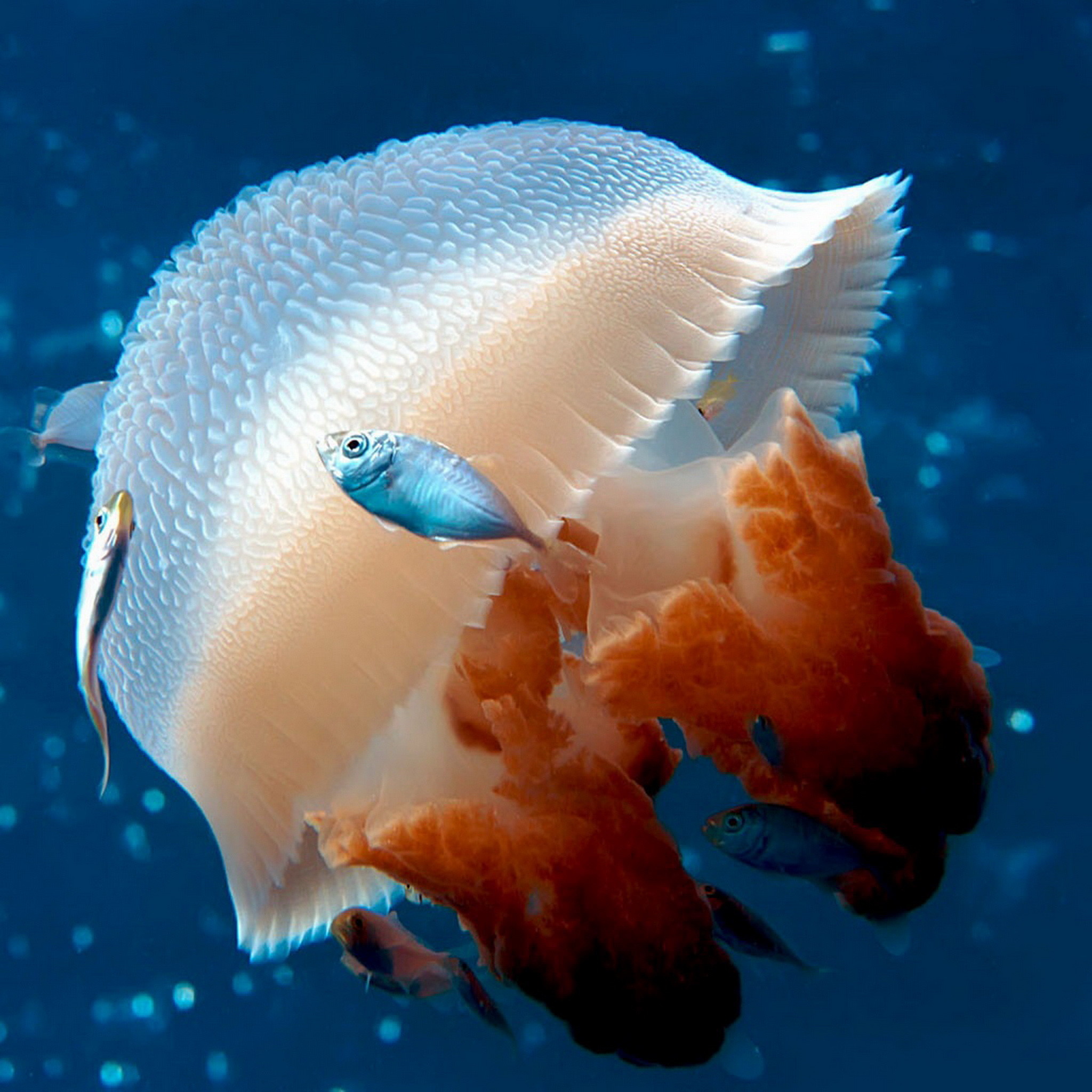 Medusa, Pesce, Sott'acqua, Full HD, schermata di blocco iPad