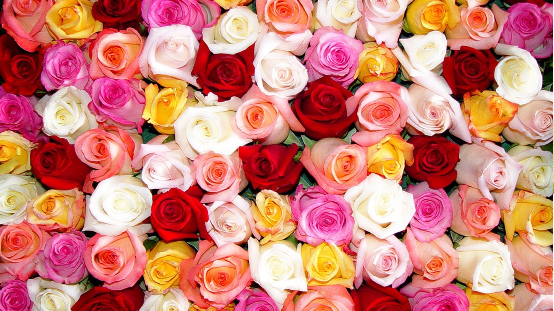 Rose colorate, Tappeto di rose, Multicolore, Full HD, sfondo per portatile