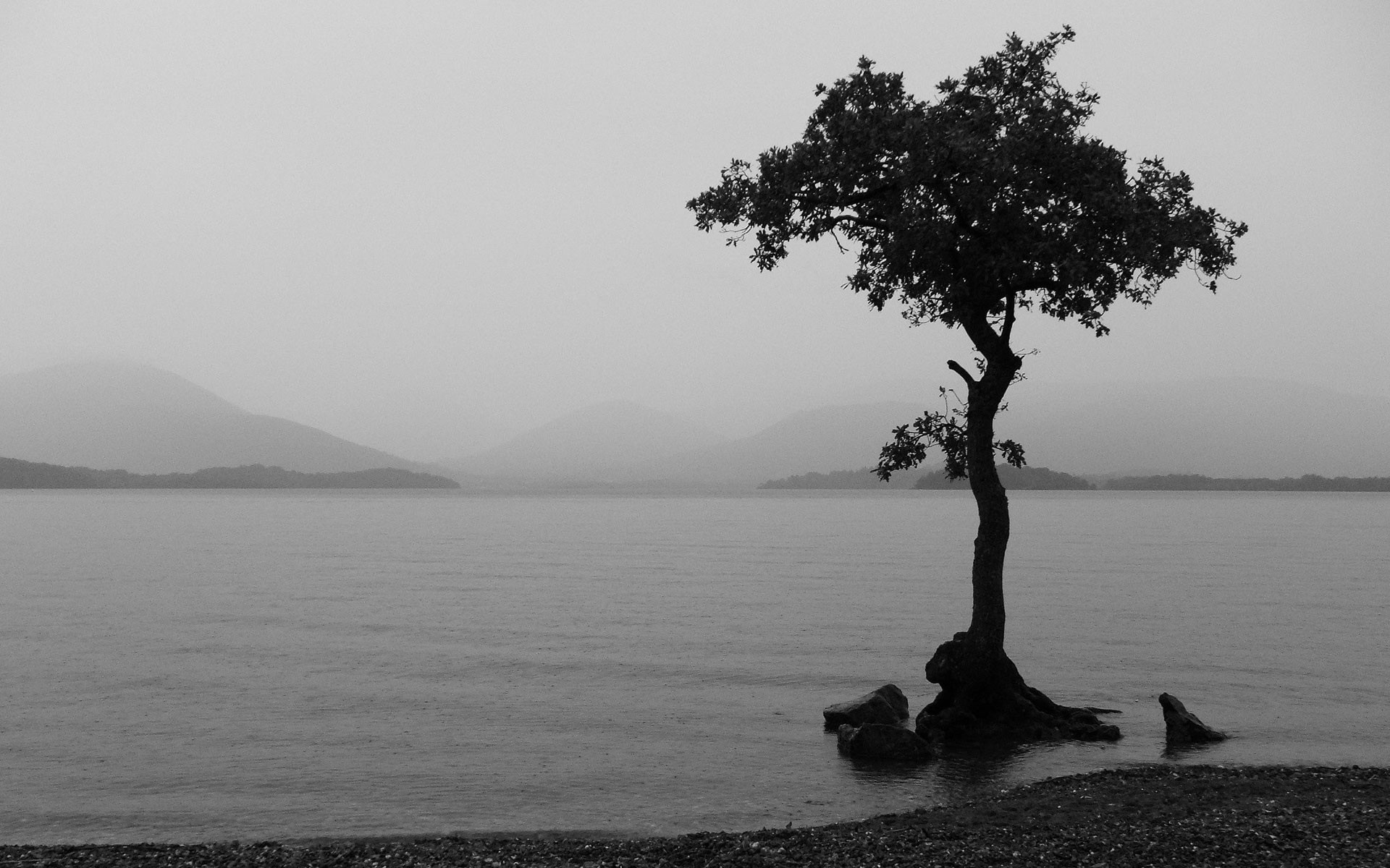Albero solitario, Lago, Bianco e nero, Minimalista, 1920x1200, immagine di sfondo