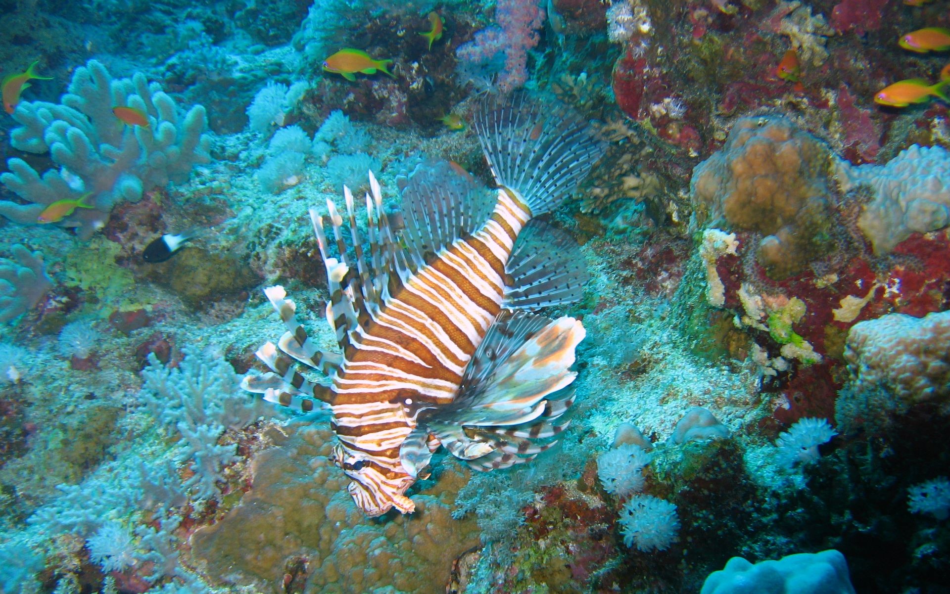 Pesce leone, Barriera corallina, Sott'acqua, Coralli, 1920x1201, sfondo MacBook Pro