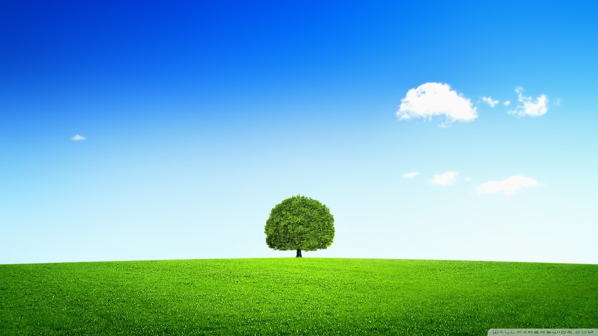 Albero solitario, Prato verde, Cielo azzurro, Minimalismo, Full HD 1080p, sfondo desktop