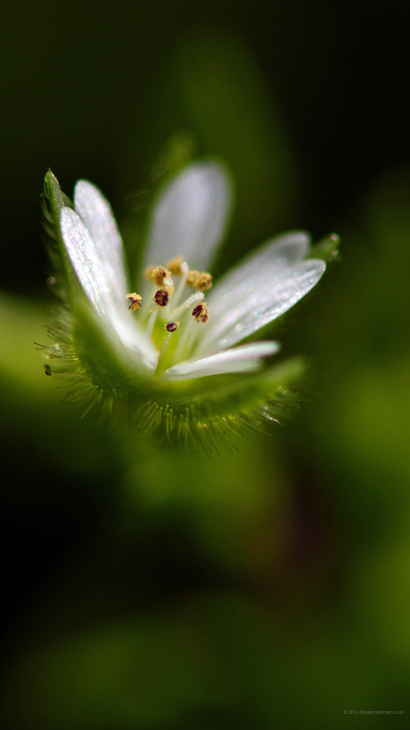 Stellaria, Fiore bianco, Macro, immagine di sfondo LG G5