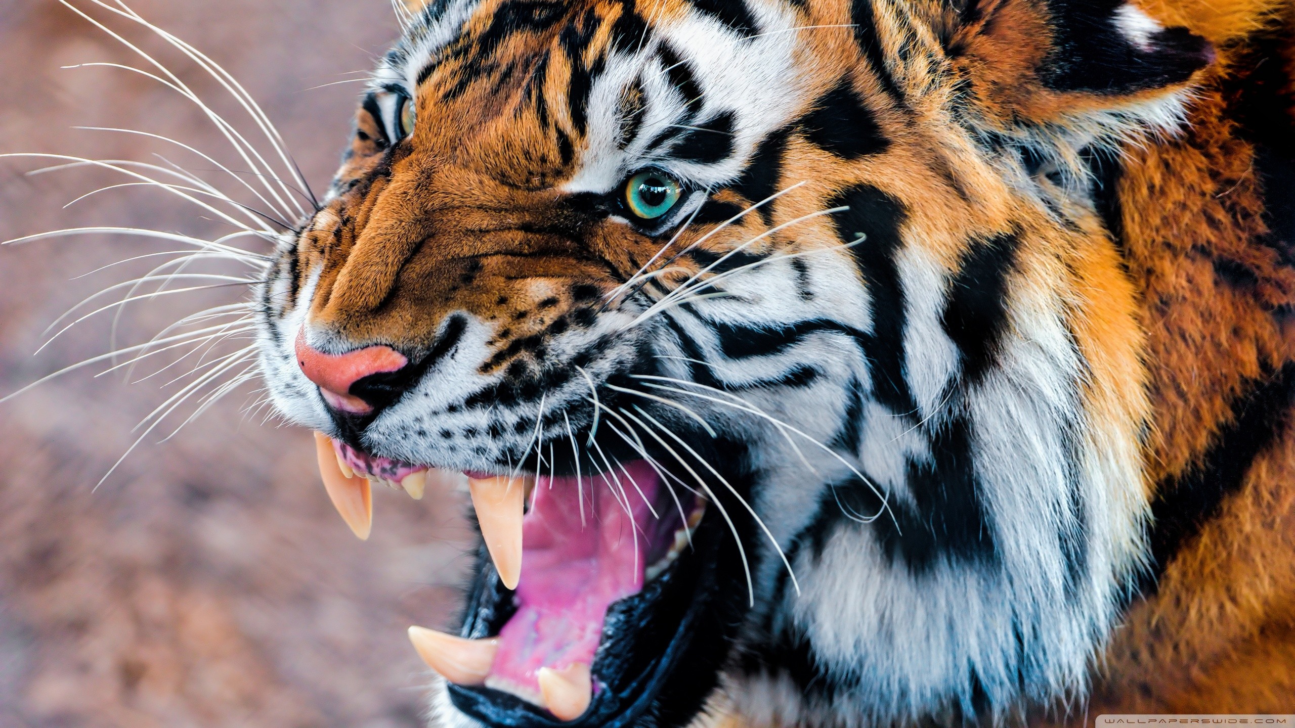 Tigre, Ringhio, Zanne, Primo piano, 2K, wallpaper per PC