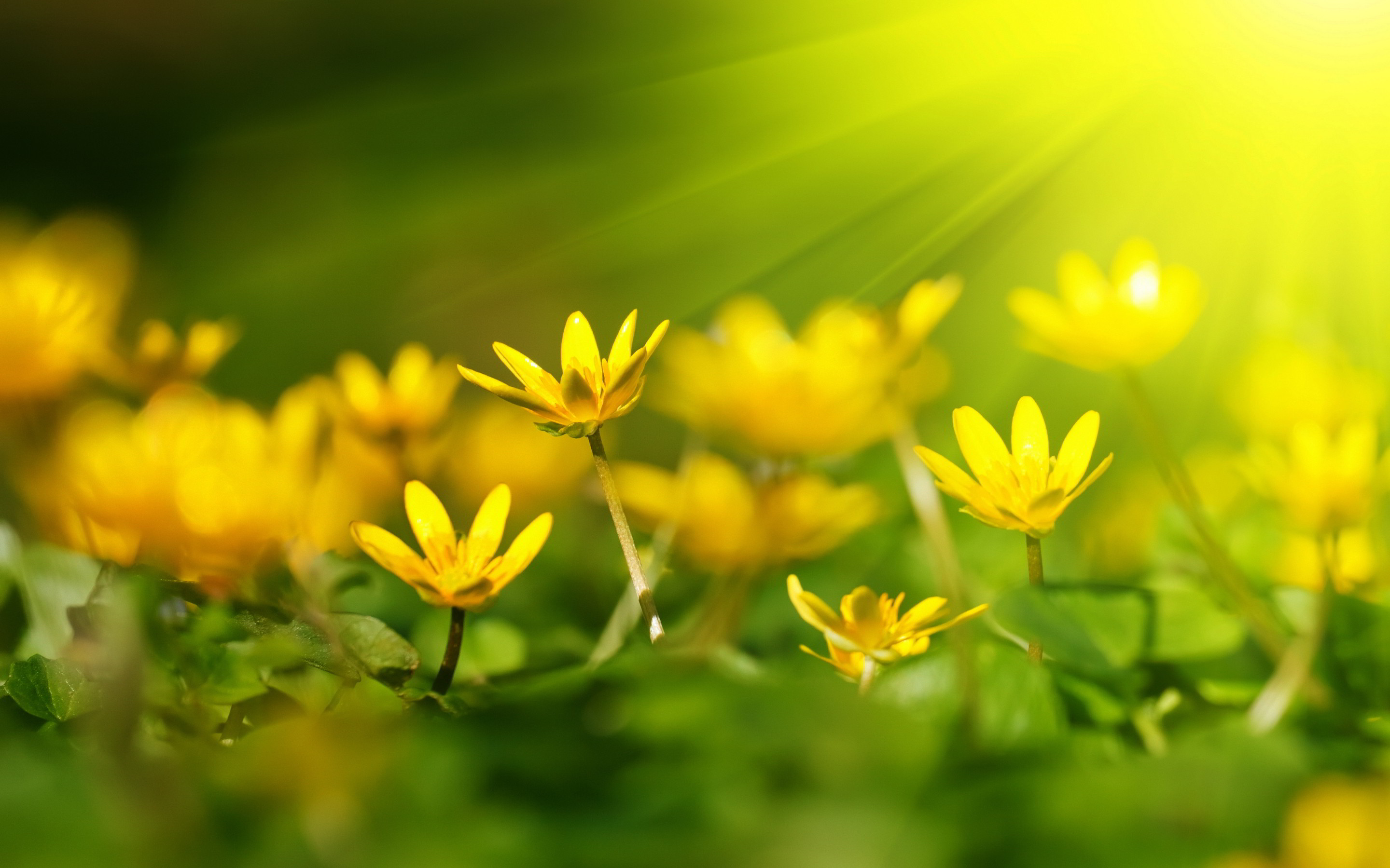 Ficaria, Fiori gialli, Raggi di sole, Primavera, 2880x1800, immagine di sfondo
