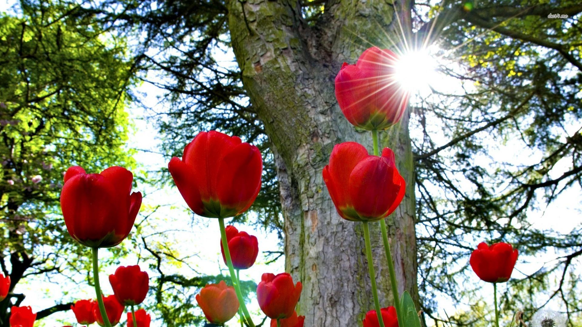 Tulipani rossi, Albero, Raggi di sole, Full HD, sfondo Windows 11