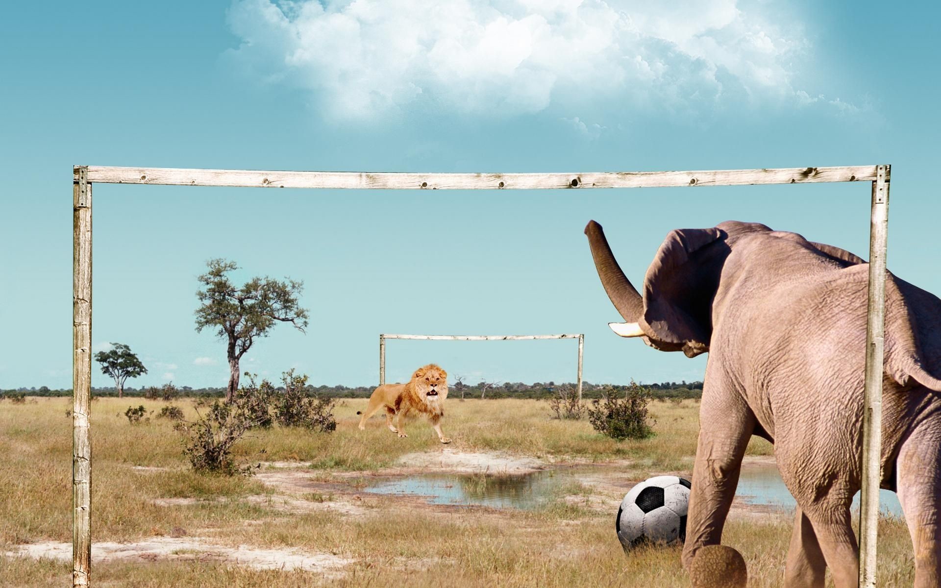 Leone, Elefante, Calcio, Porta, Fotomontaggio, 1920x1200, sfondo per PC