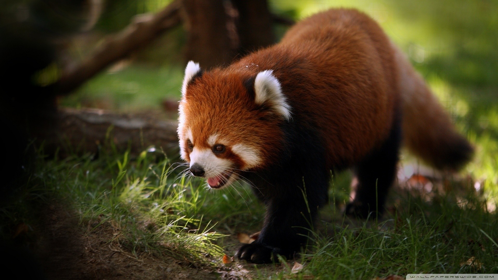 Panda rosso, Prato, Natura, Full HD 1080p, sfondo desktop