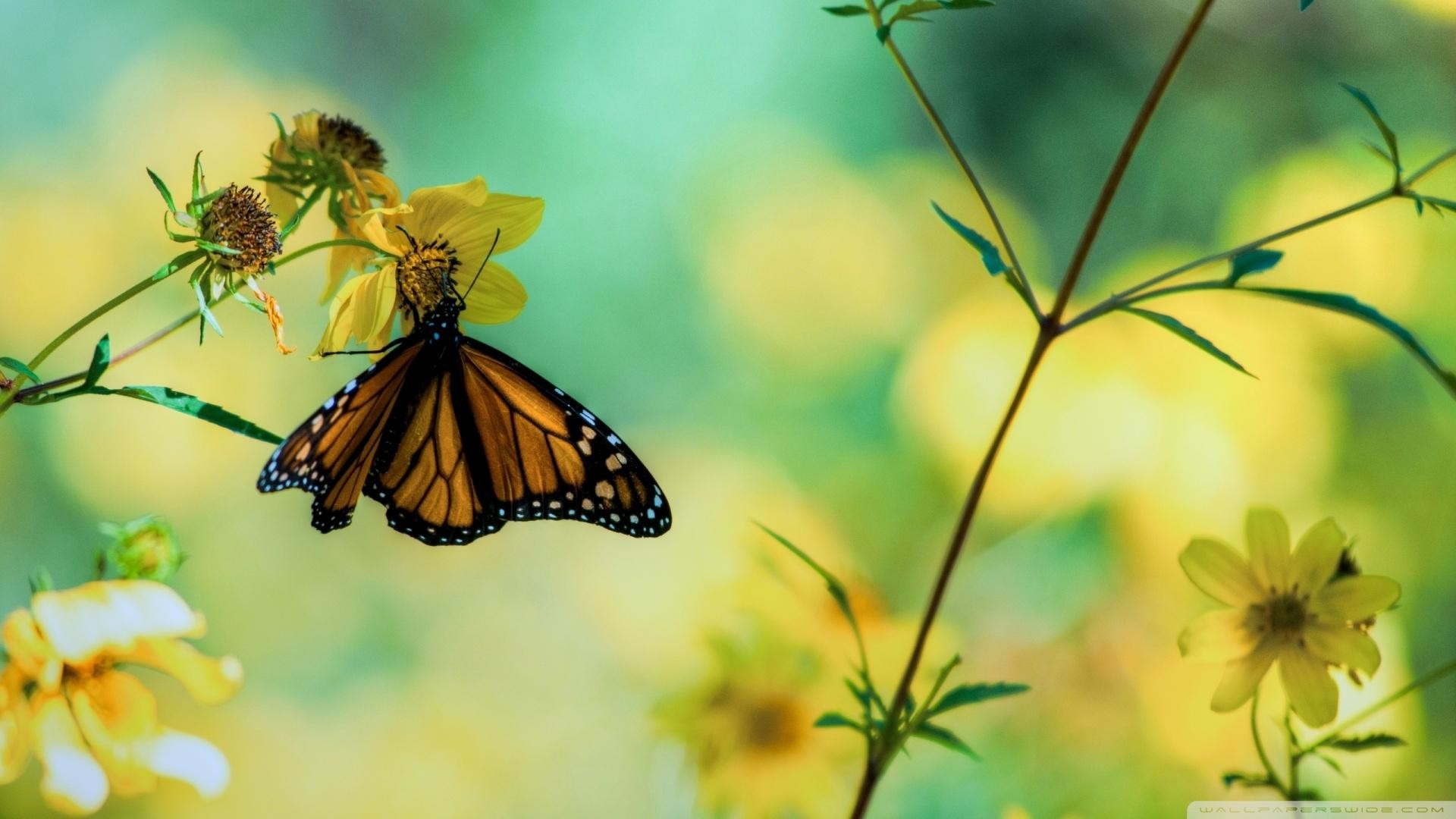 Monarca, Farfalla, Fiori gialli, Bokeh, Full HD, sfondo per PC e portatile