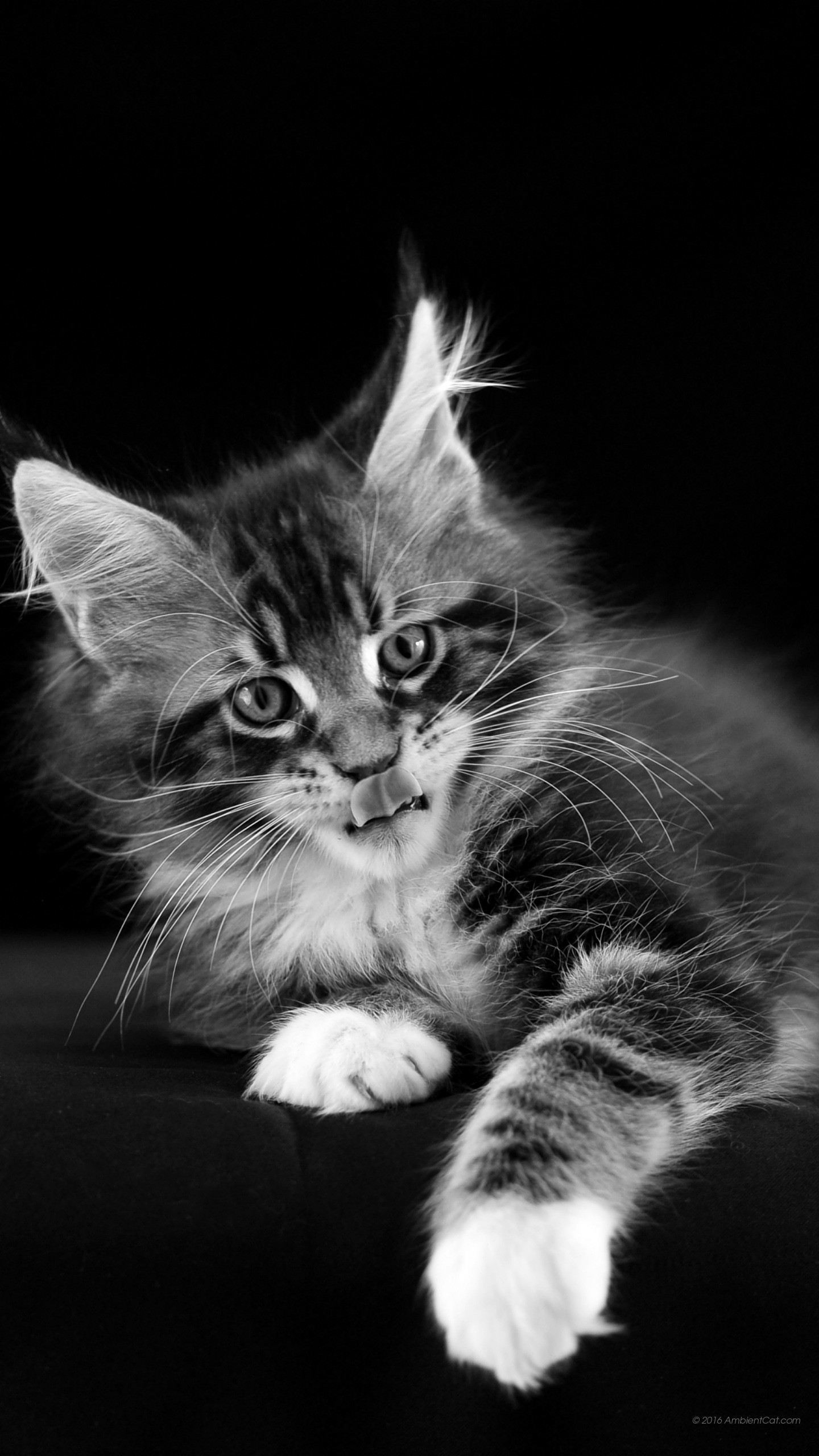 Gattino, Bianco e nero, Gatto, QHD+, sfondo per smartphone