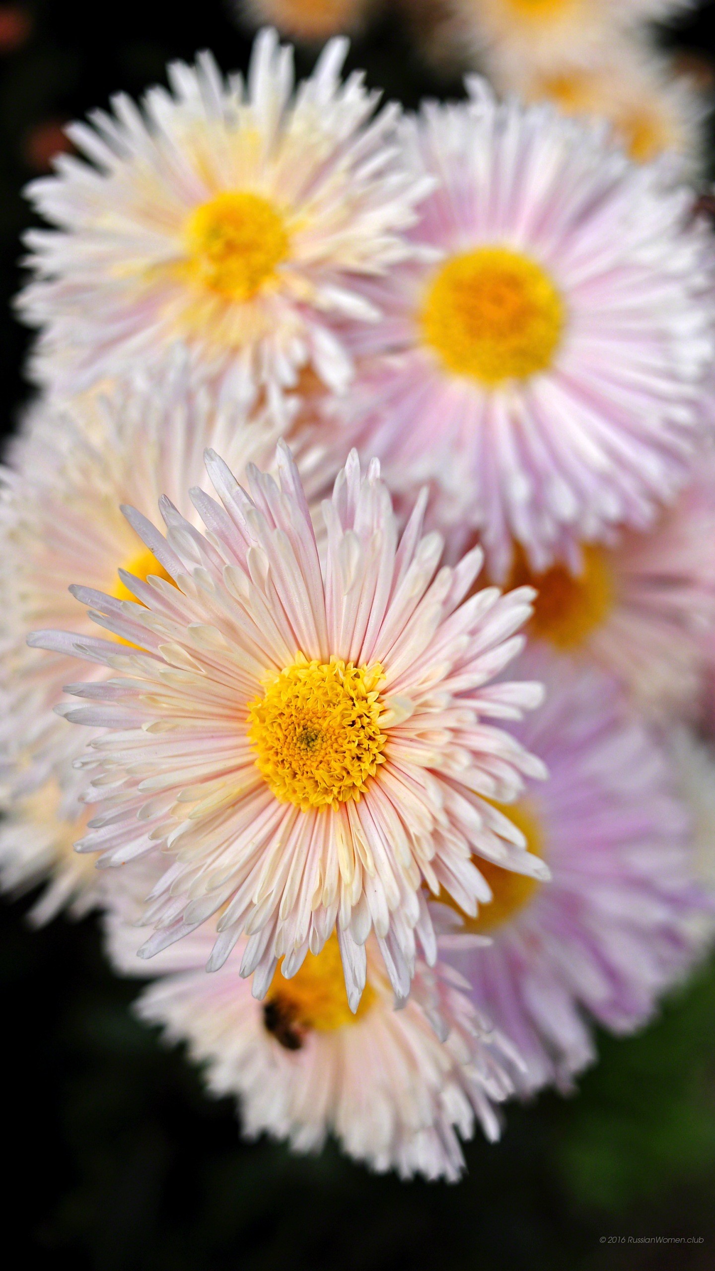 Margherite, Fiori, Primo piano, sfondo per LG G5
