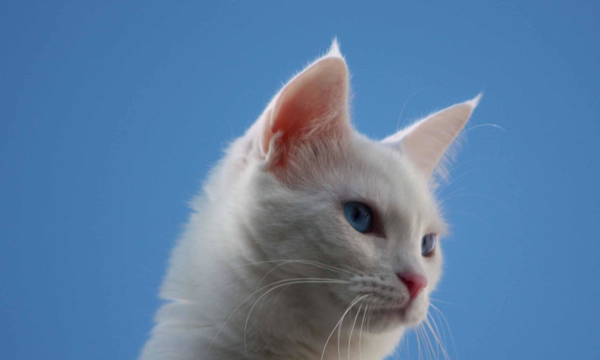 Gatto bianco, Occhi azzurri, Cielo azzurro, Ritratto, Full HD, sfondo Windows 11