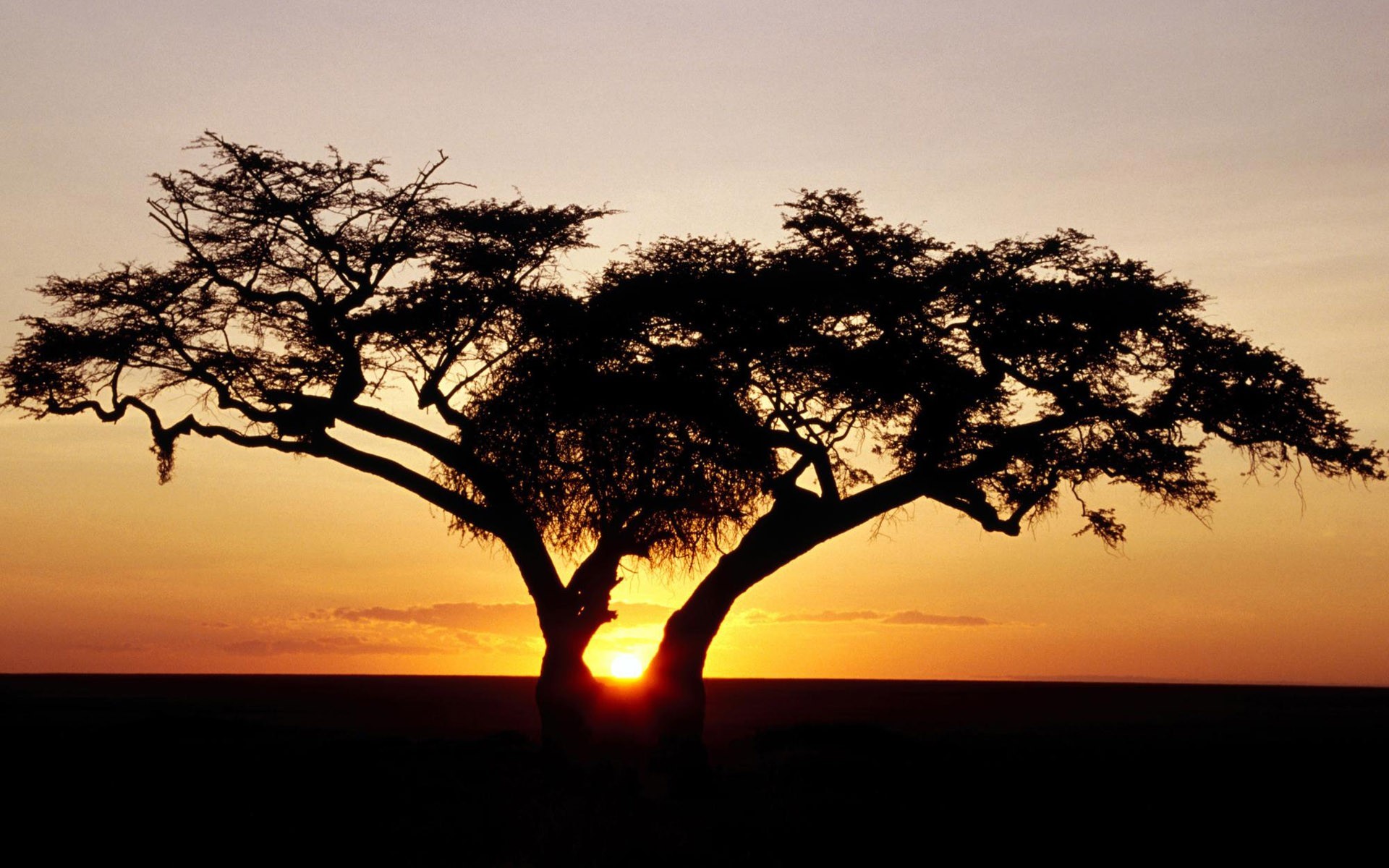 Acacia, Silhouette, Tramonto, Savana, 1920x1200, immagine di sfondo