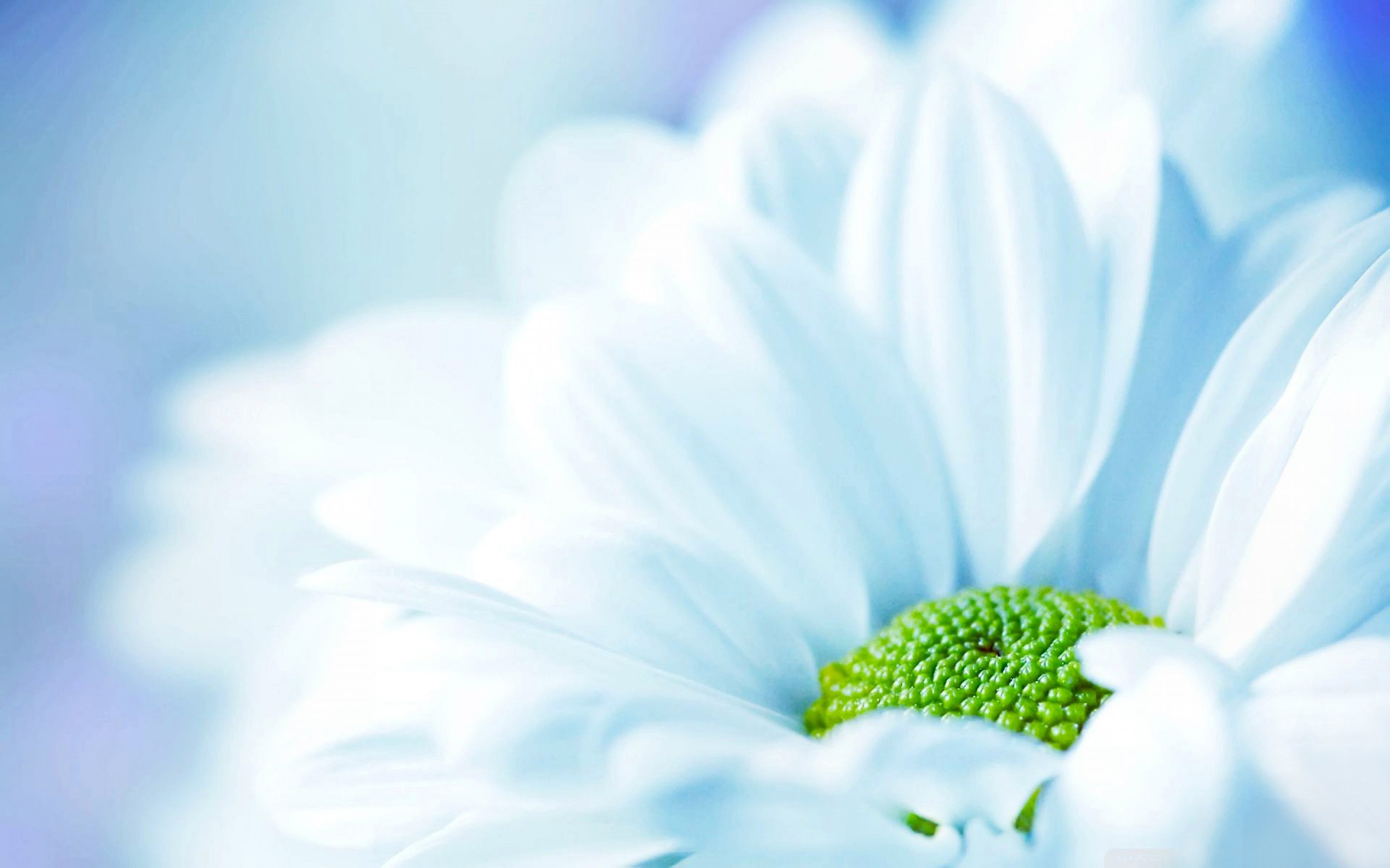 Margherita, Macro, Azzurro, Petali bianchi, 2K, sfondo per PC e portatile