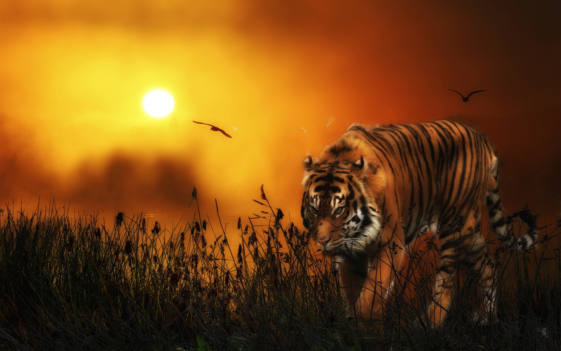 Tigre, Tramonto, Erba alta, Sole, Arancione, 1920x1200, sfondo per PC