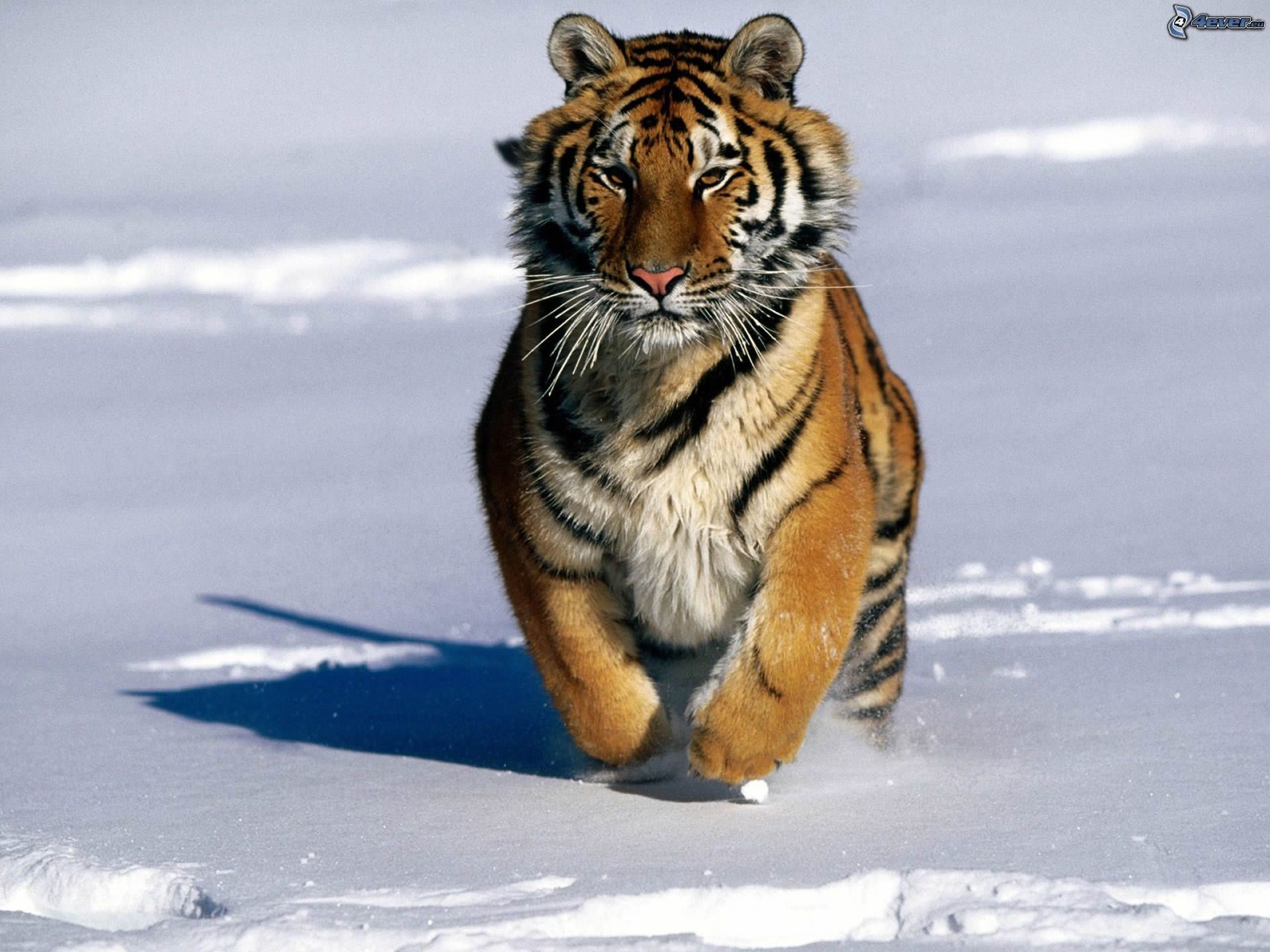 Tigre siberiana, Corsa, Neve, Full HD, wallpaper per tablet