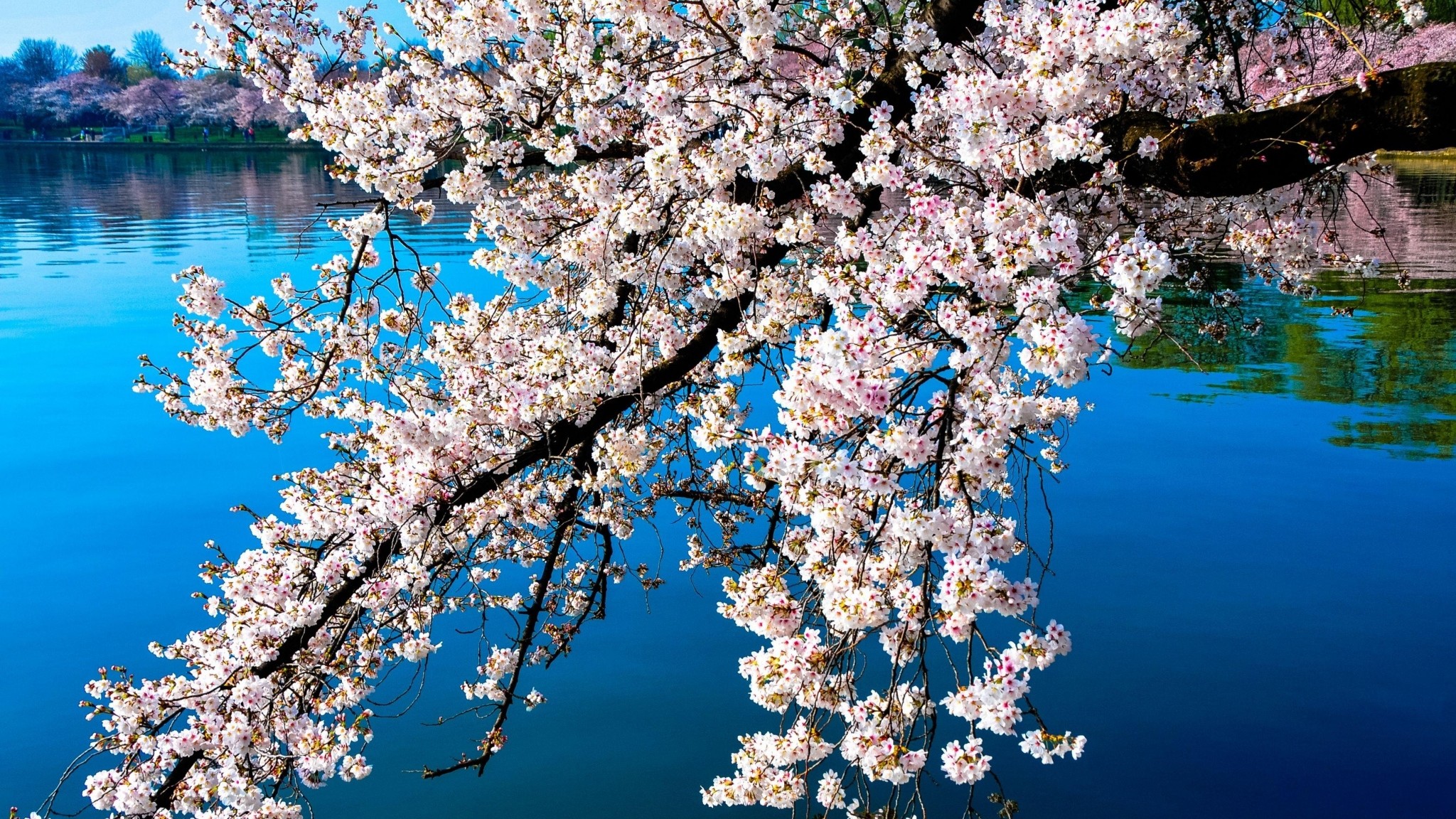 Fiori di ciliegio, Lago, Rami, Blu, Full HD, wallpaper desktop