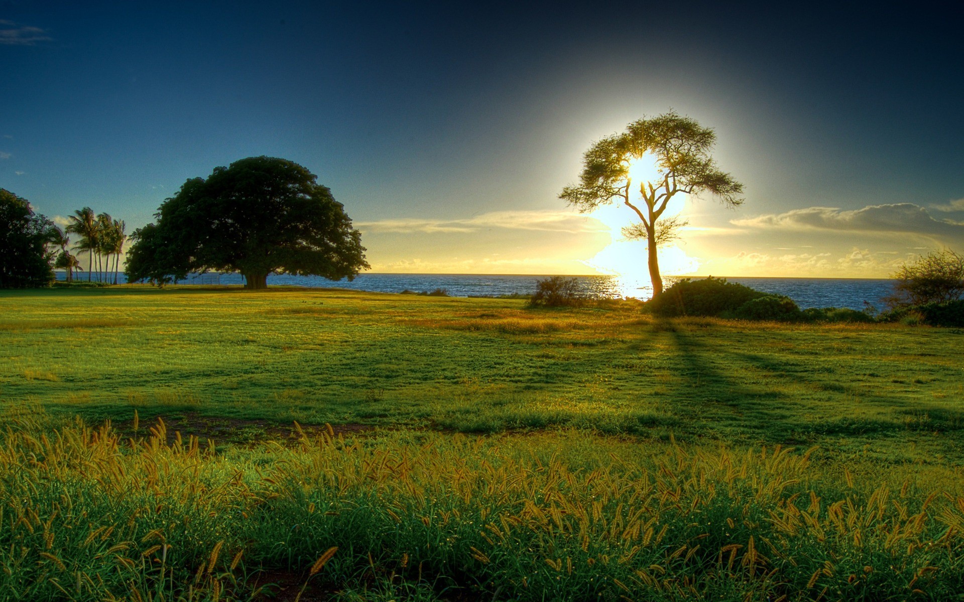 Albero, Prato, Mare, Tramonto, Full HD, sfondo per il tuo desktop