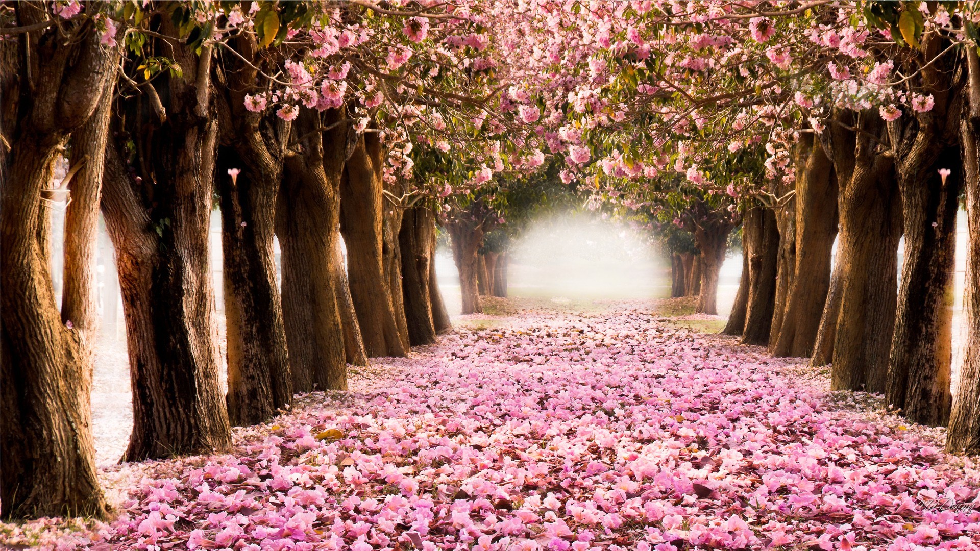 Viale di ciliegi, Petali rosa, Tunnel di alberi, Primavera, Full HD, sfondo desktop