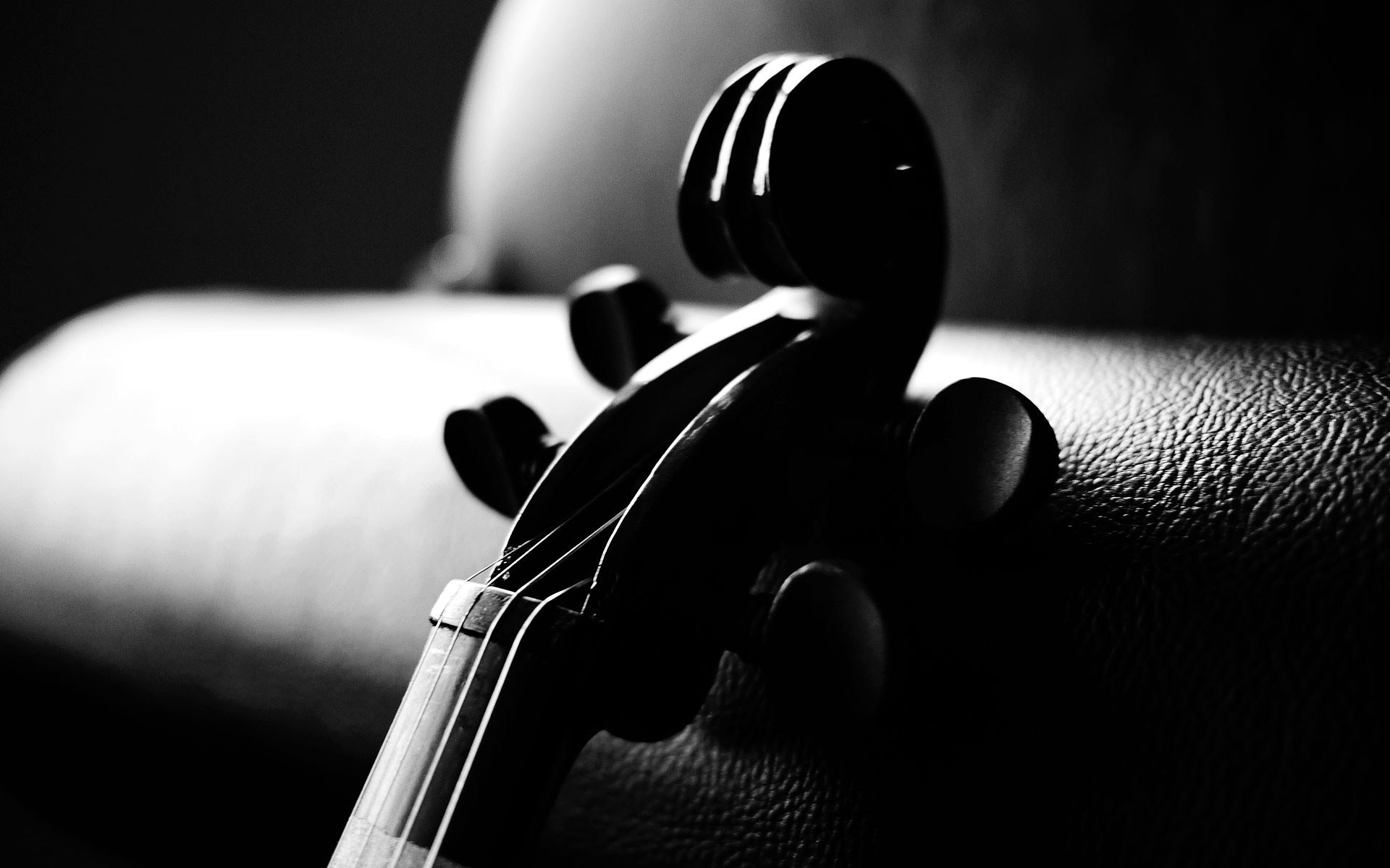 Violino, Riccio, Bianco e nero, 1920x1200, immagine di sfondo