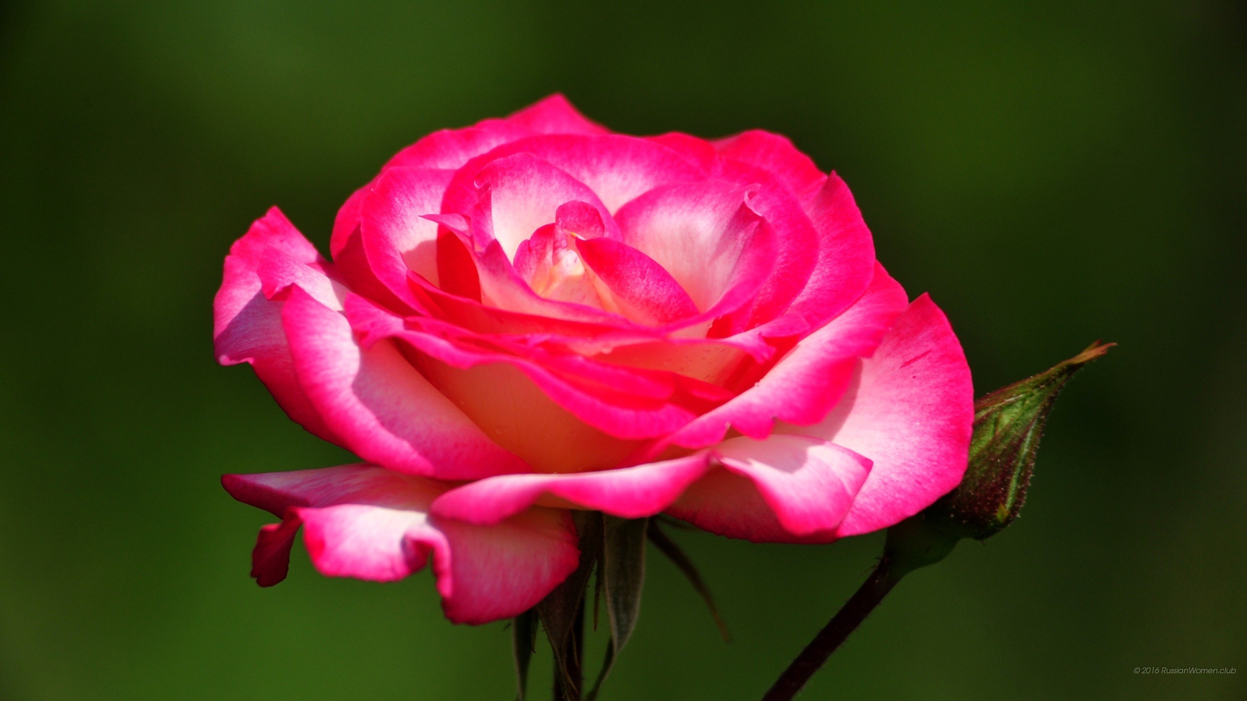 Rosa, Fiore, Rosa fucsia, 16:9 2K, sfondo widescreen