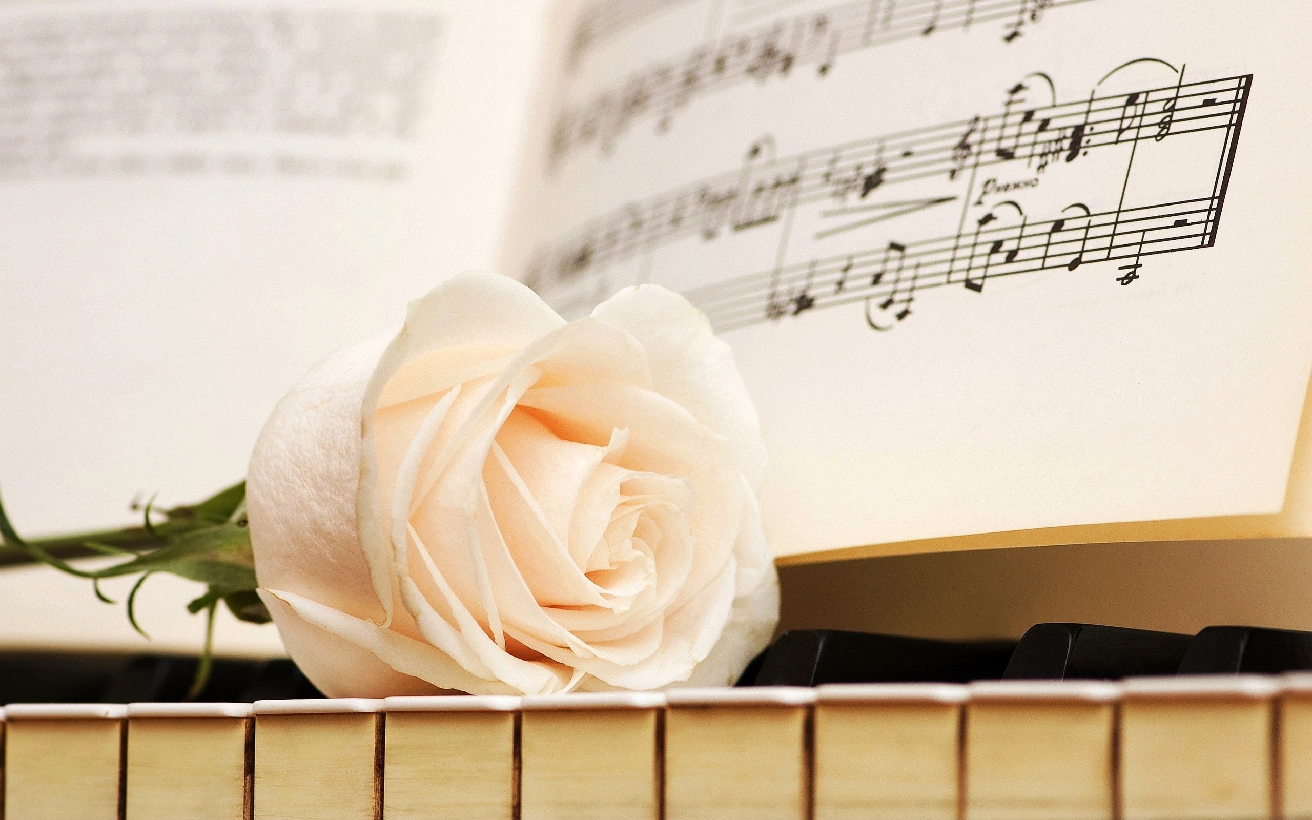 Rosa bianca, Spartito, Tasti del pianoforte, 2560x1600, immagine di sfondo