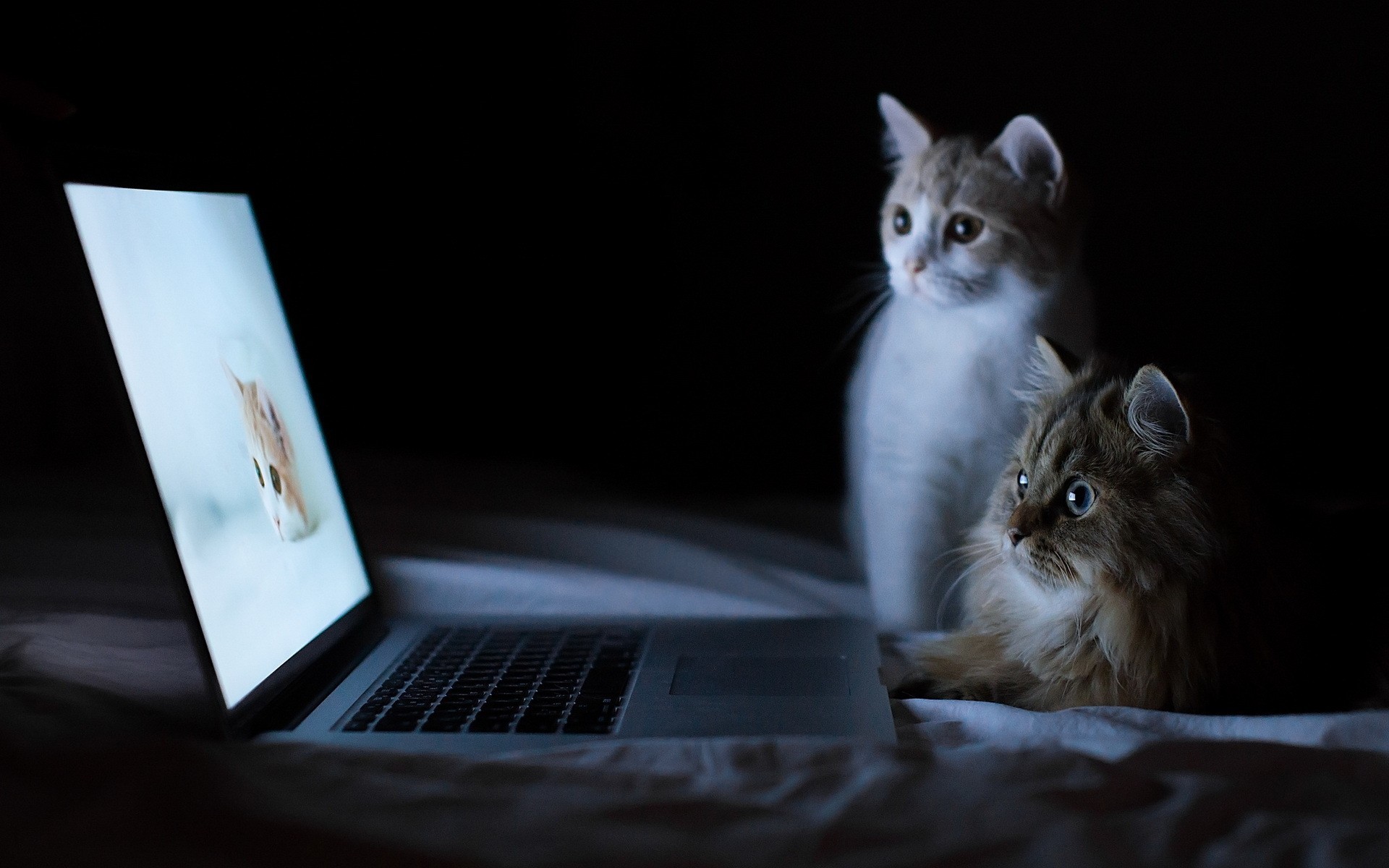 MacBook, Gatti, Gattini, Buio, 16:10 Full HD, sfondo widescreen