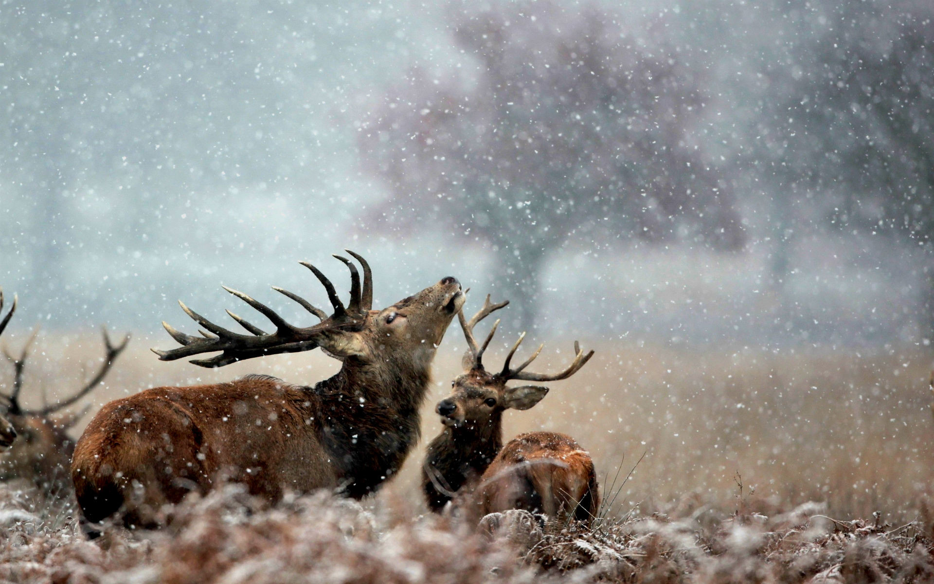 Cervo nobile, Bramito, Neve, Inverno, Full HD, sfondo per PC