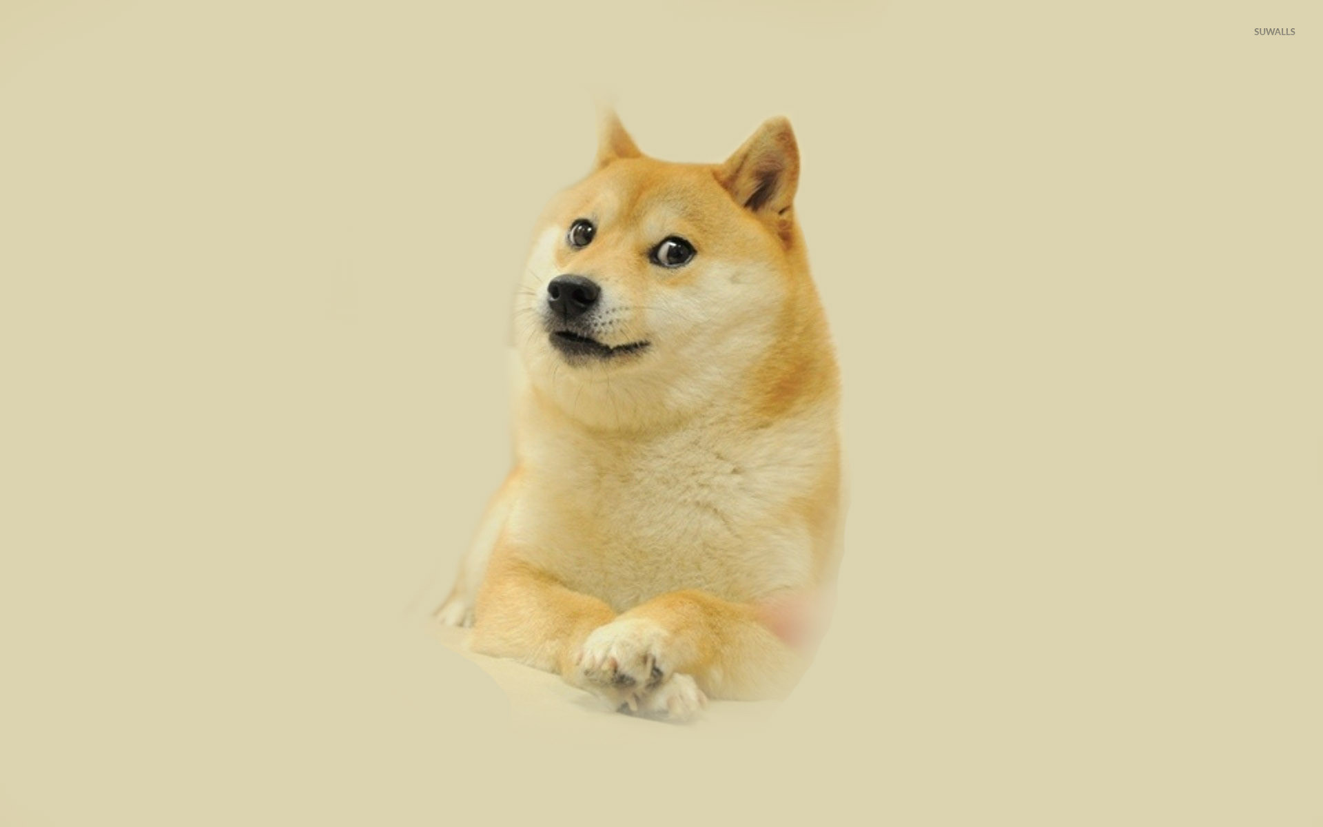 Doge, Shiba Inu, Minimalista, Beige, Full HD, sfondo per PC