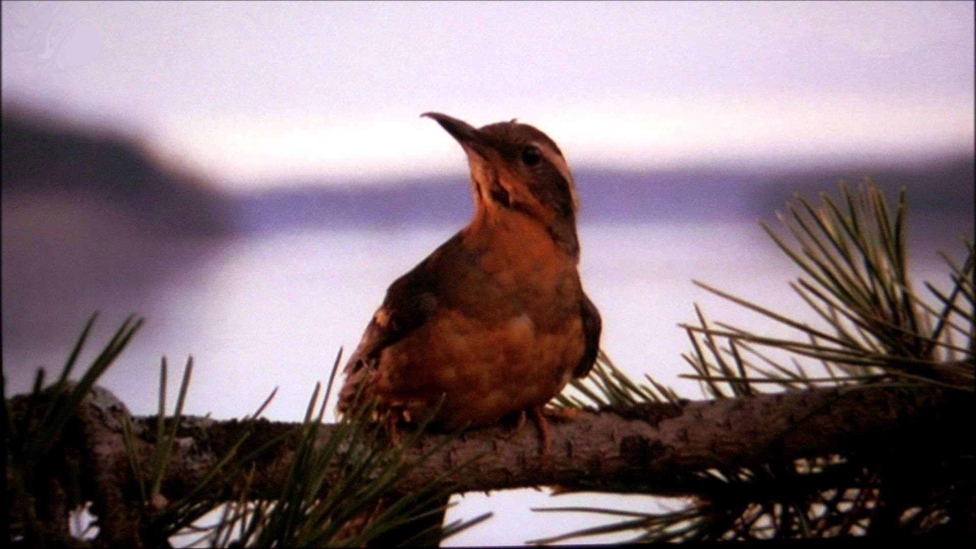 Twin Peaks, Pettirosso, Sigla, Ramo di pino, Lago, Full HD, sfondo per PC e portatile