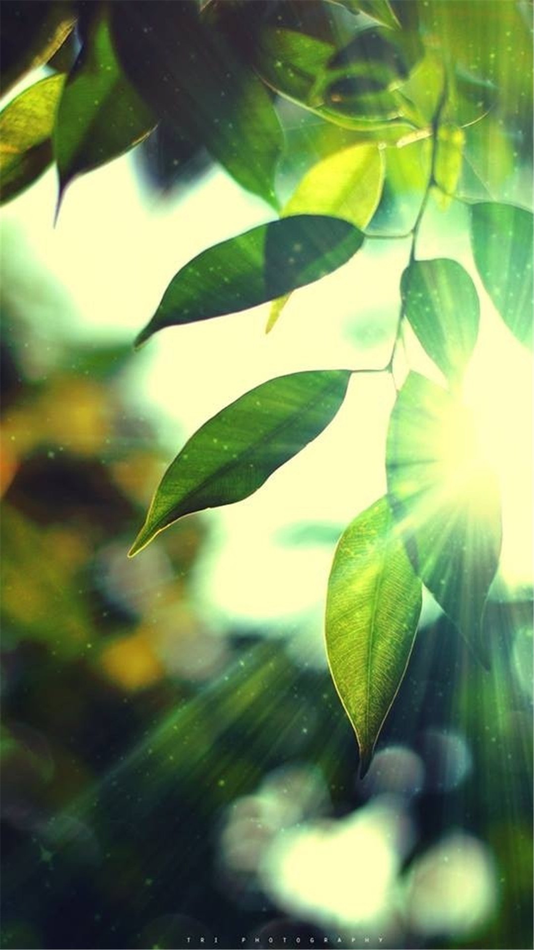 Foglie, Luce del sole, Bokeh, Verde, sfondo per iPhone e Android