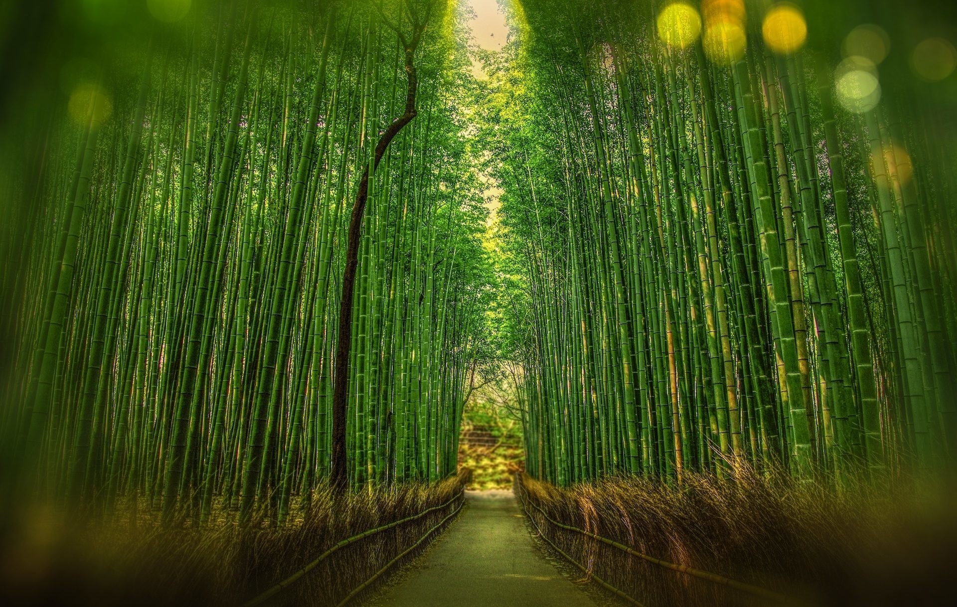 Boschetto di bambù di Arashiyama, Kyoto, Giappone, Bambù, Sentiero, sfondo Full HD per portatile