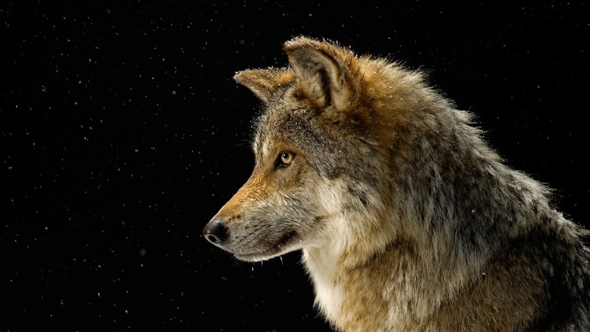 Lupo, Profilo, Cielo stellato, 1920x1080, sfondo per PC