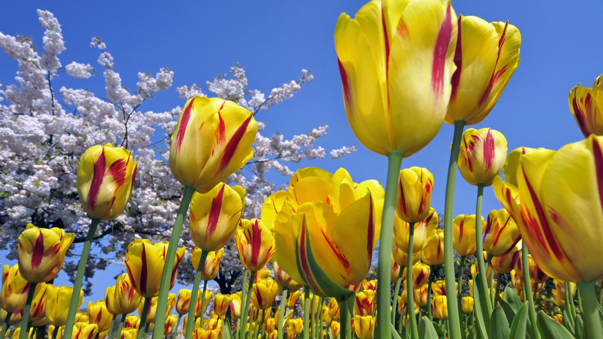 Tulipani gialli, Cielo azzurro, Fiori di ciliegio, Primavera, 1920x1080, immagine di sfondo