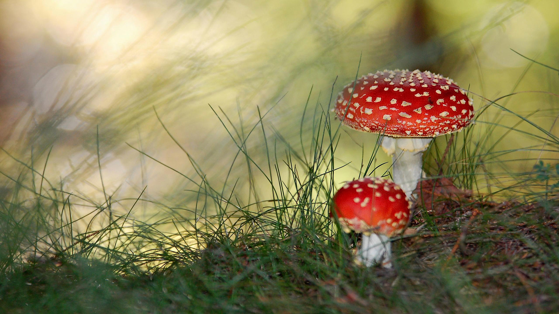 Amanita muscaria, Funghi, Erba, Bokeh, Full HD, sfondo per desktop