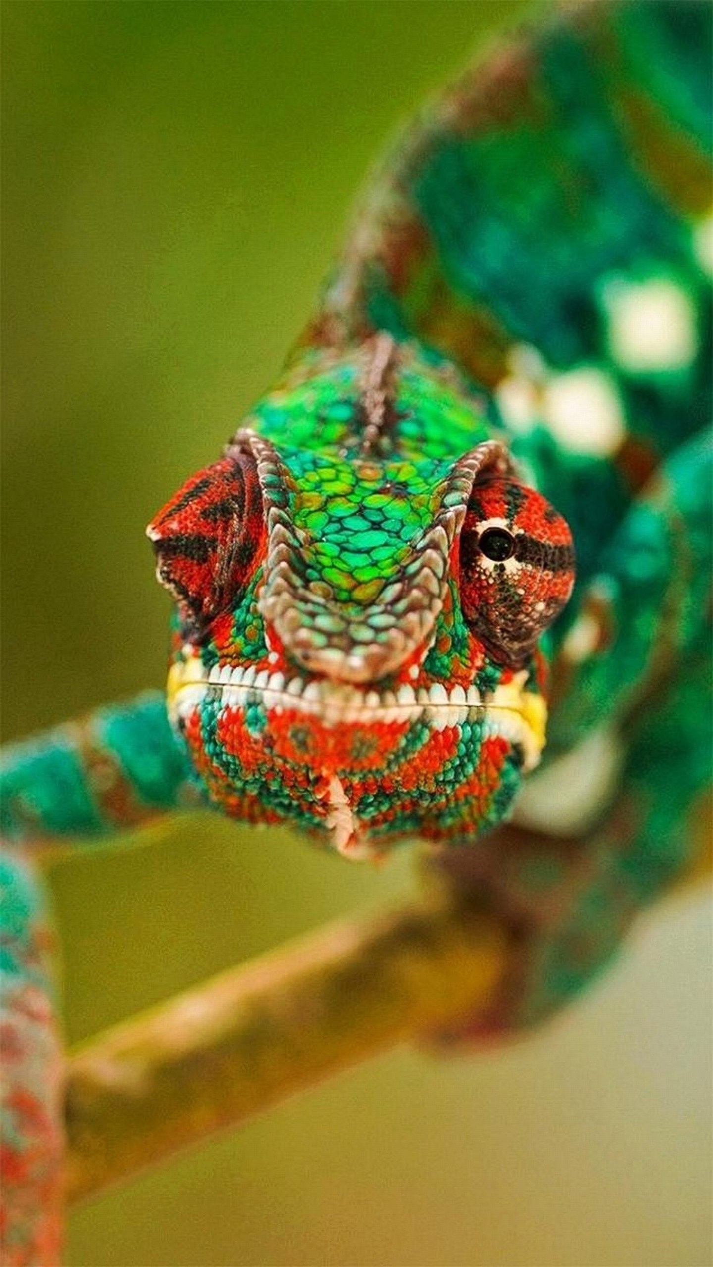 Camaleonte, Rettile, Ramo, Verde, Macro, wallpaper per iPhone e Android