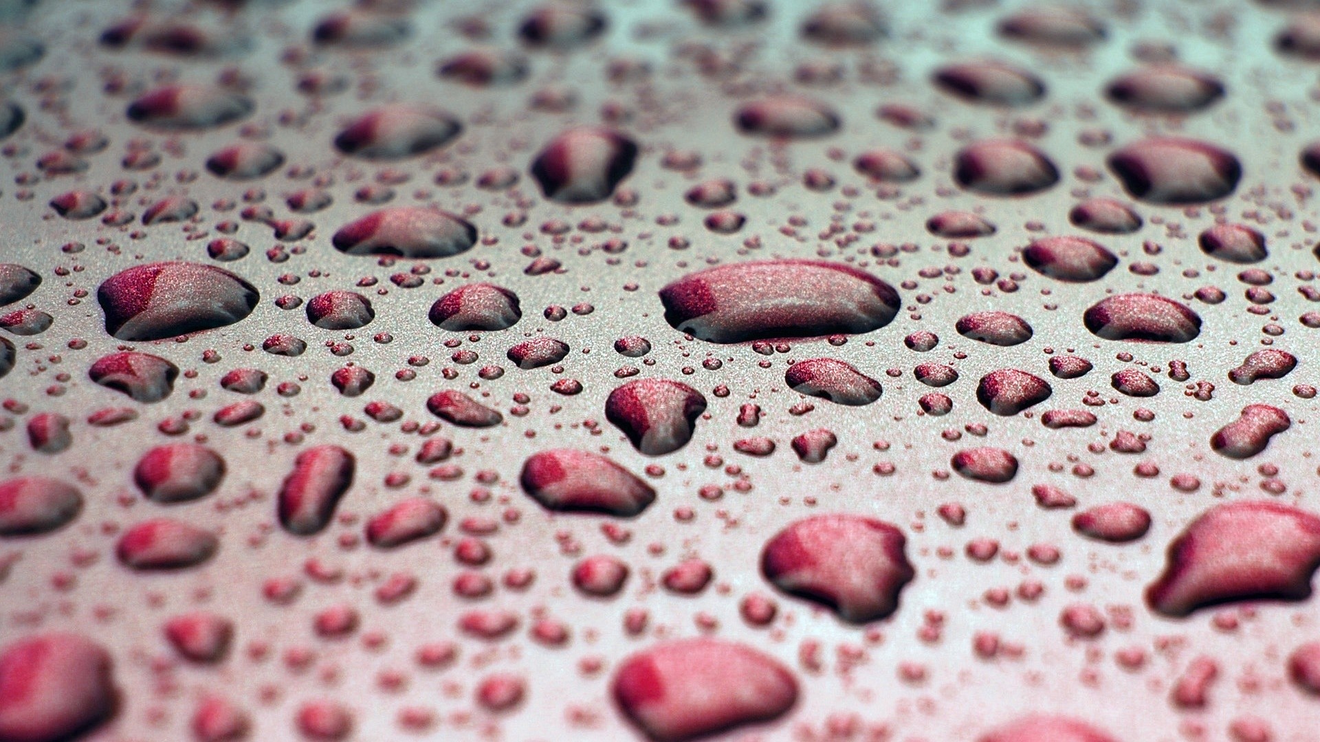 Gocce d'acqua, Macro, Rosa, Full HD, sfondo Windows 11
