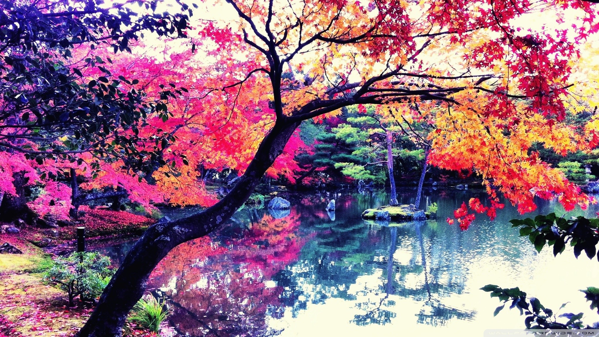 Giappone, Laghetto, Alberi colorati, Riflesso, Arte digitale, Full HD, sfondo per portatile