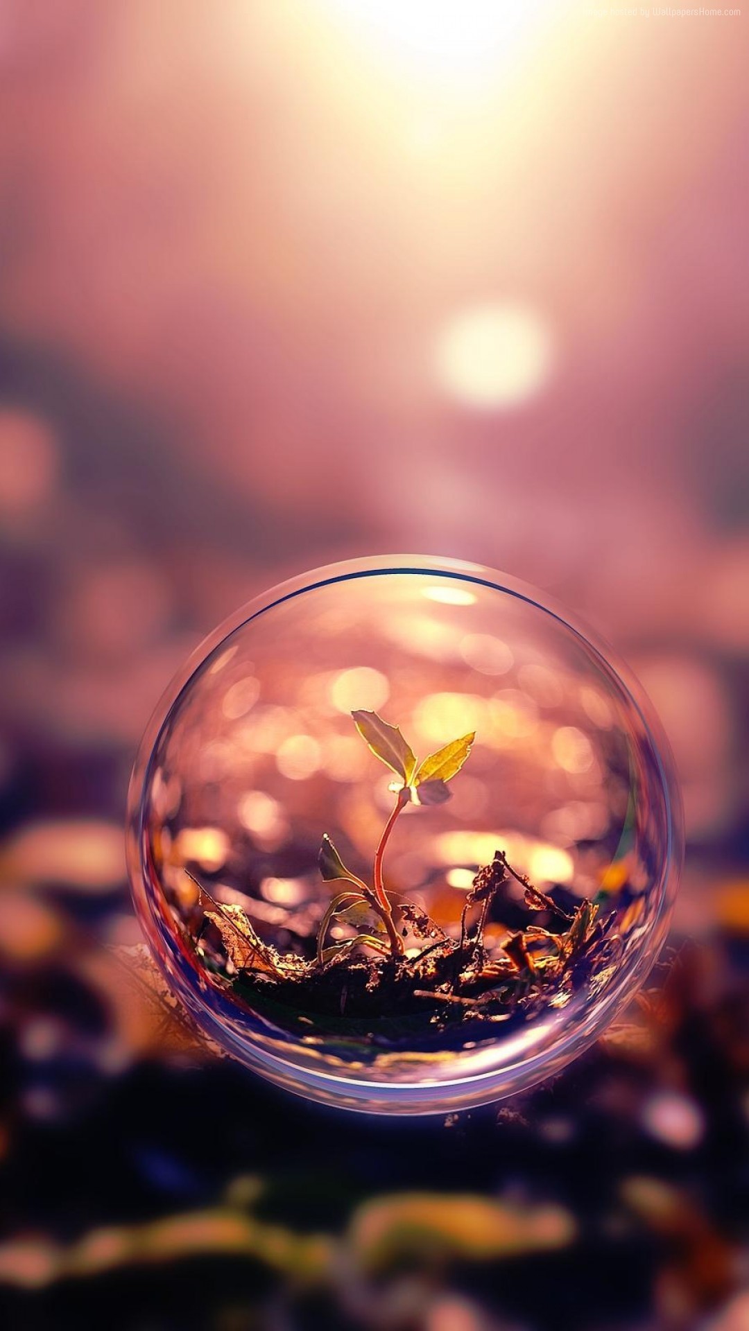 Sfera di vetro, Germoglio, Bokeh, Full HD, sfondo iPhone