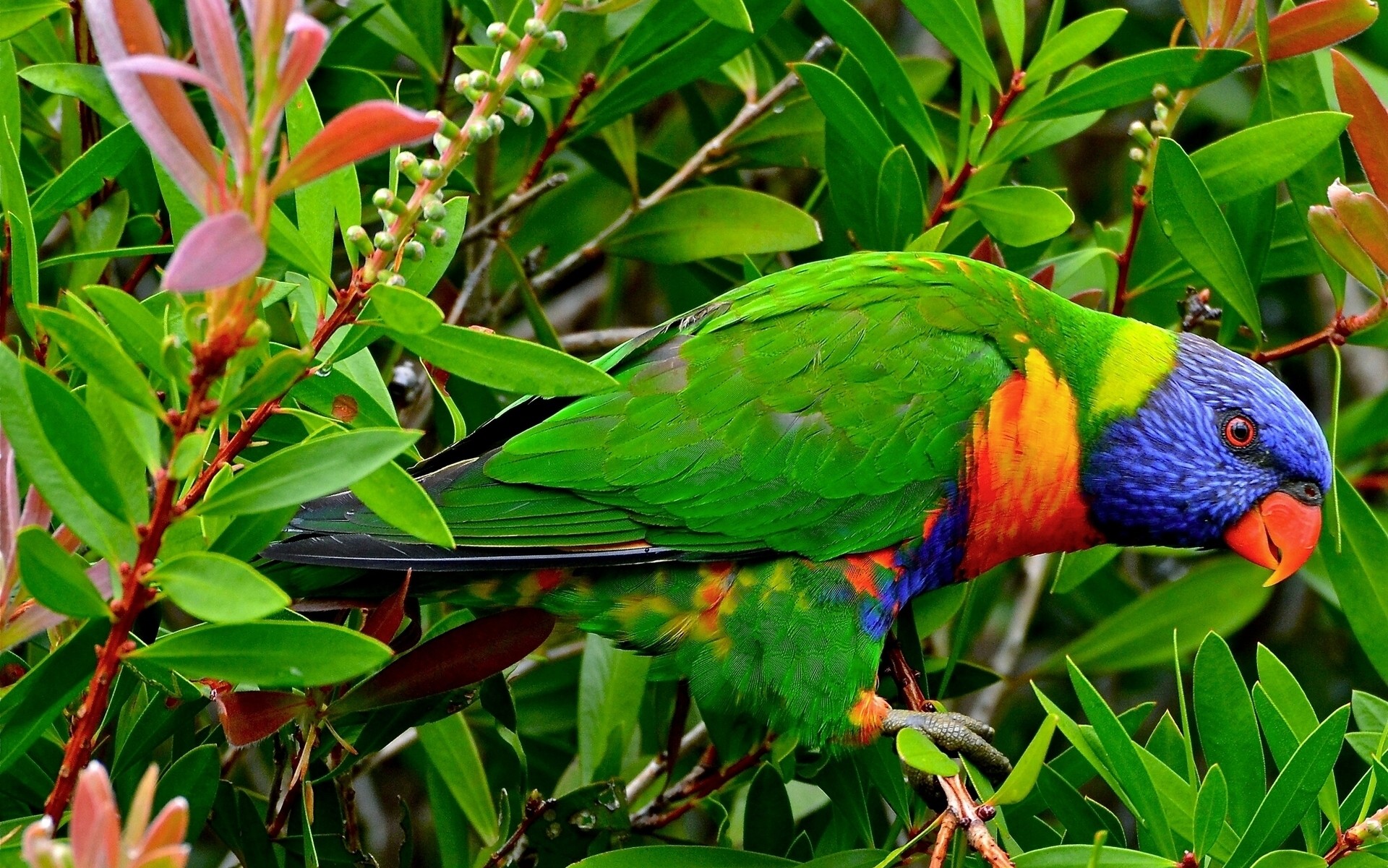 Lorichetto arcobaleno, Pappagallo, Foglie, Verde, 1920x1201, sfondo MacBook Pro