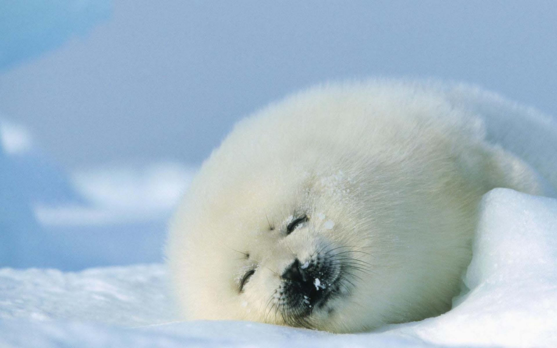 Foca groenlandese, Cucciolo, Neve, Sonno, 1920x1200, immagine di sfondo