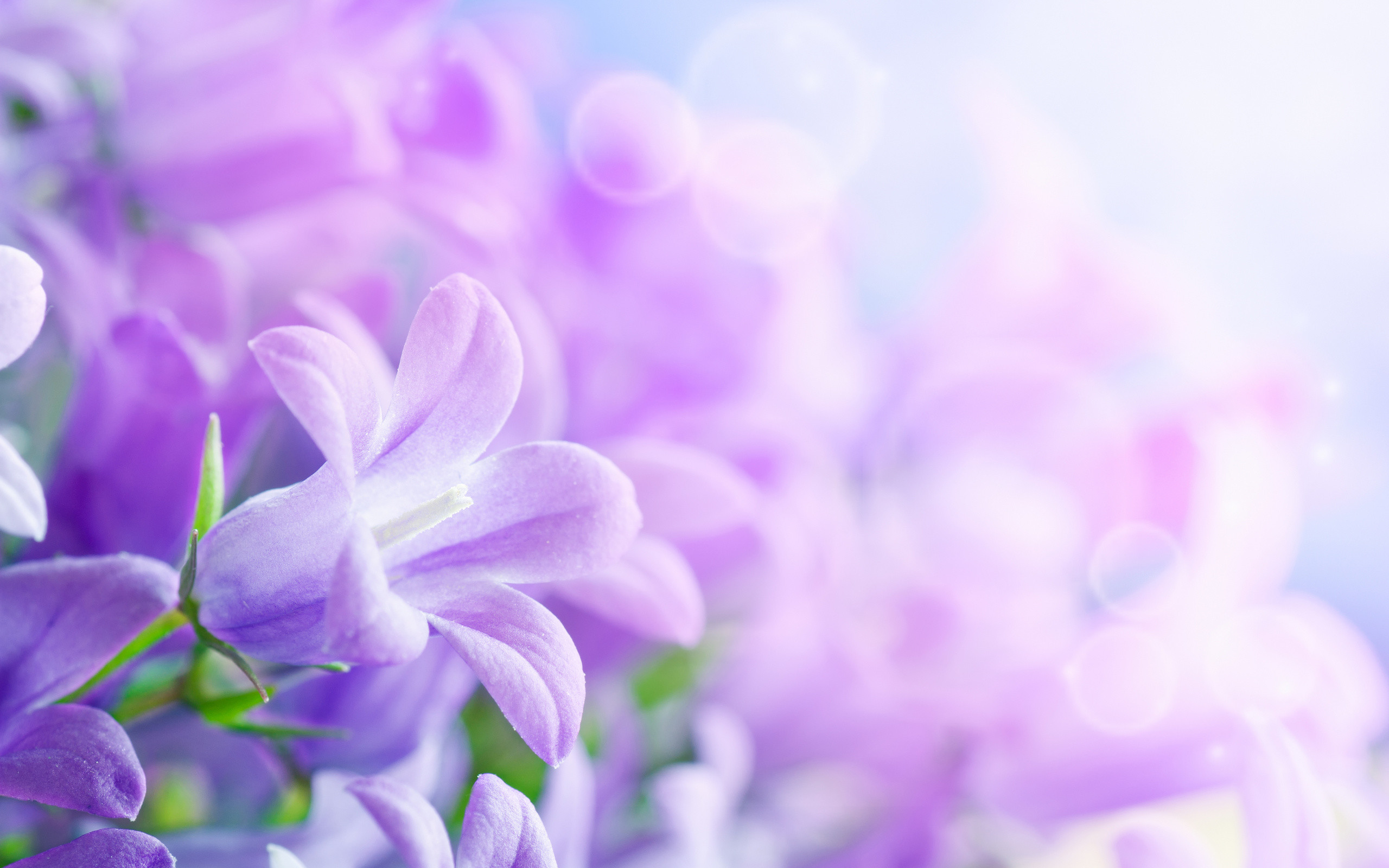Campanule, Fiori viola, Bokeh, Lilla, 2560x1600, immagine di sfondo