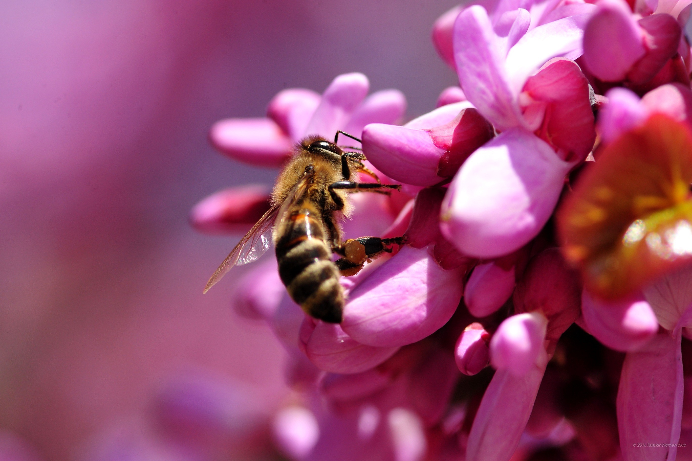 Ape, Fiori rosa, Macro, Impollinazione, 2K, sfondo per PC