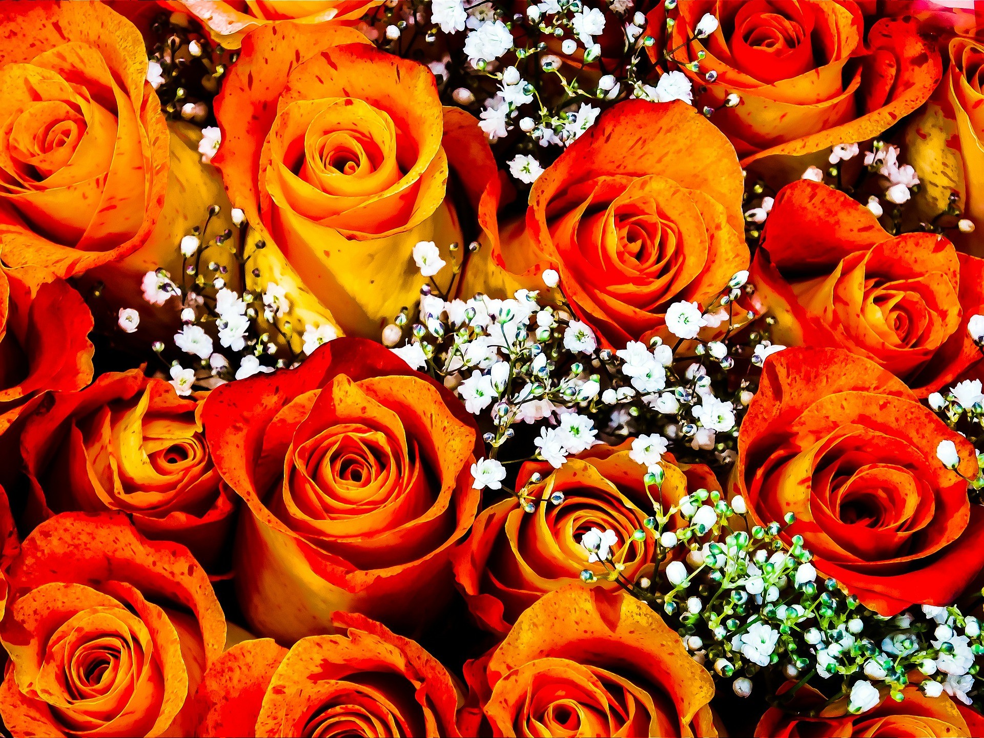 Rose arancioni, Gipsofila, Bouquet, Full HD, wallpaper per tablet