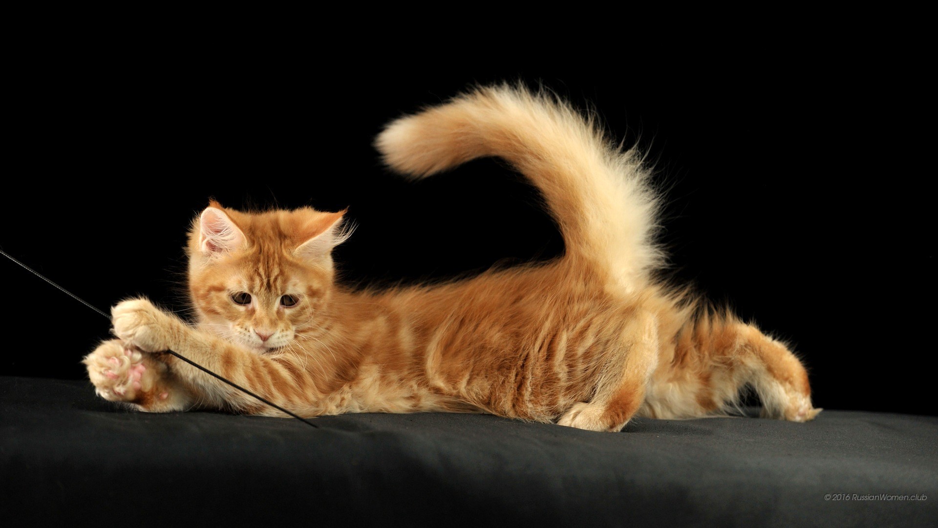 Gattino rosso, Gatto, Gioco, Sfondo nero, 1920x1080, wallpaper desktop